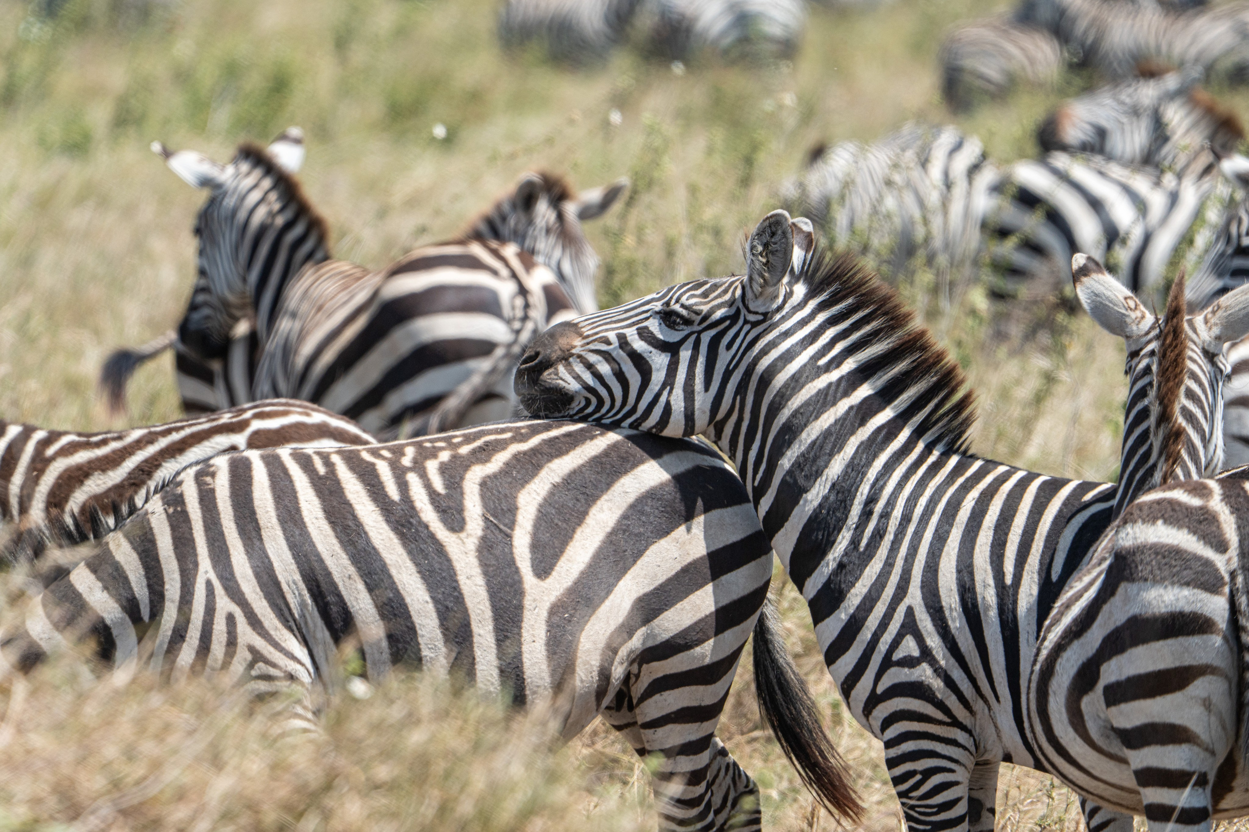 Танзания, сафари, 2025. Творческие сьемки