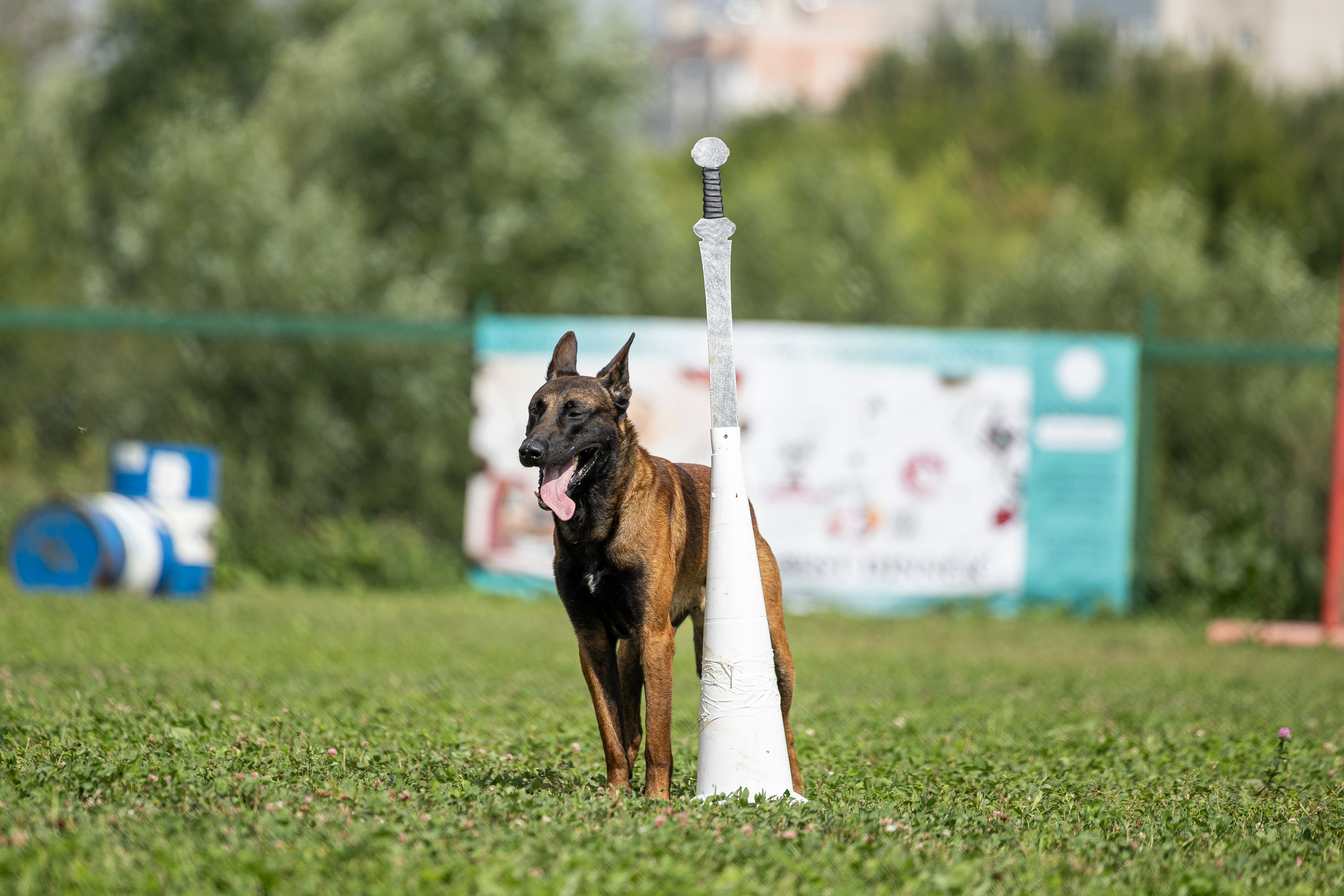 Соревнования по Мондьорингу г. Вологда 10-11.08.2024. Фотограф-анималист Анна Маринич