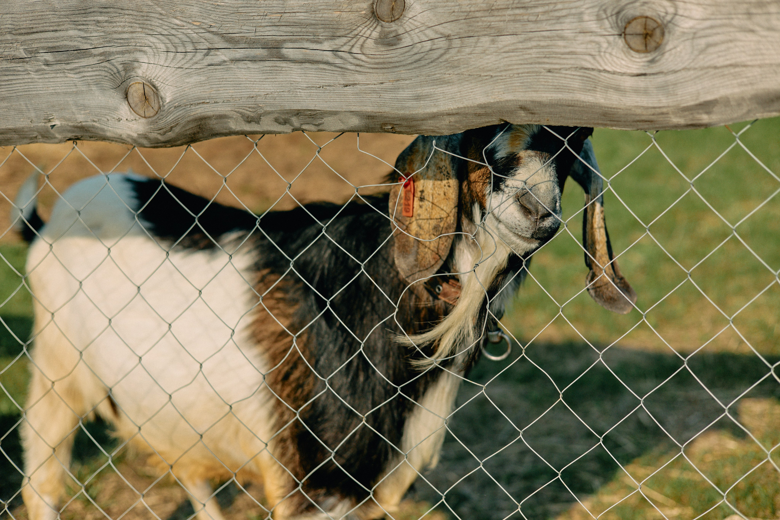 Бутик-отель Поле летом. Профессиональный Фотограф во Владимире, в Москве и в Суздале — Полина Романычева
