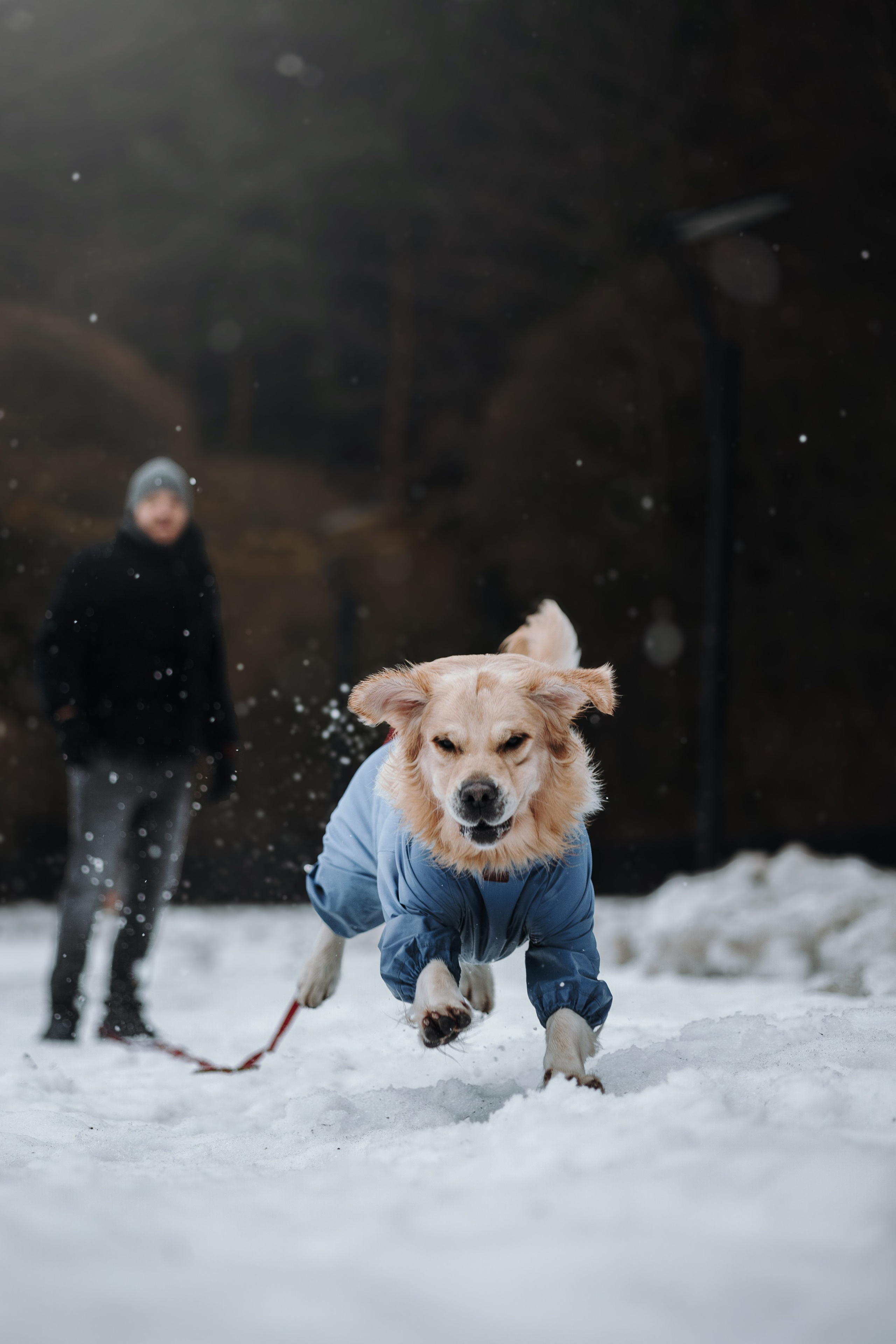 Шелби, Ватсон и ребята. Фотограф — Анималист | Санкт-Петербург