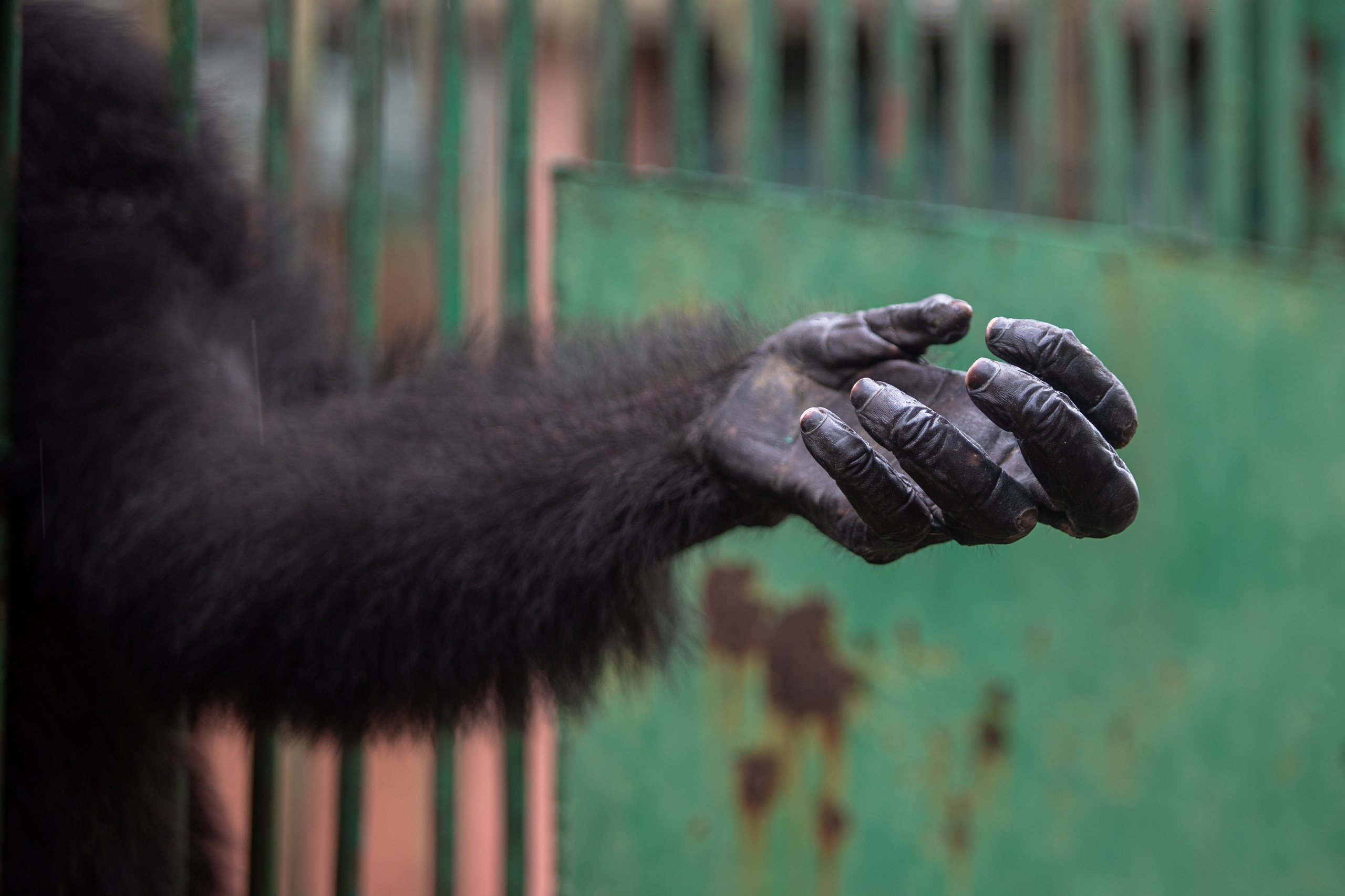 Samut Prakan Crocodile Farm & Zoo. Photographer Sonkina Tatiana (Tanya Ash)