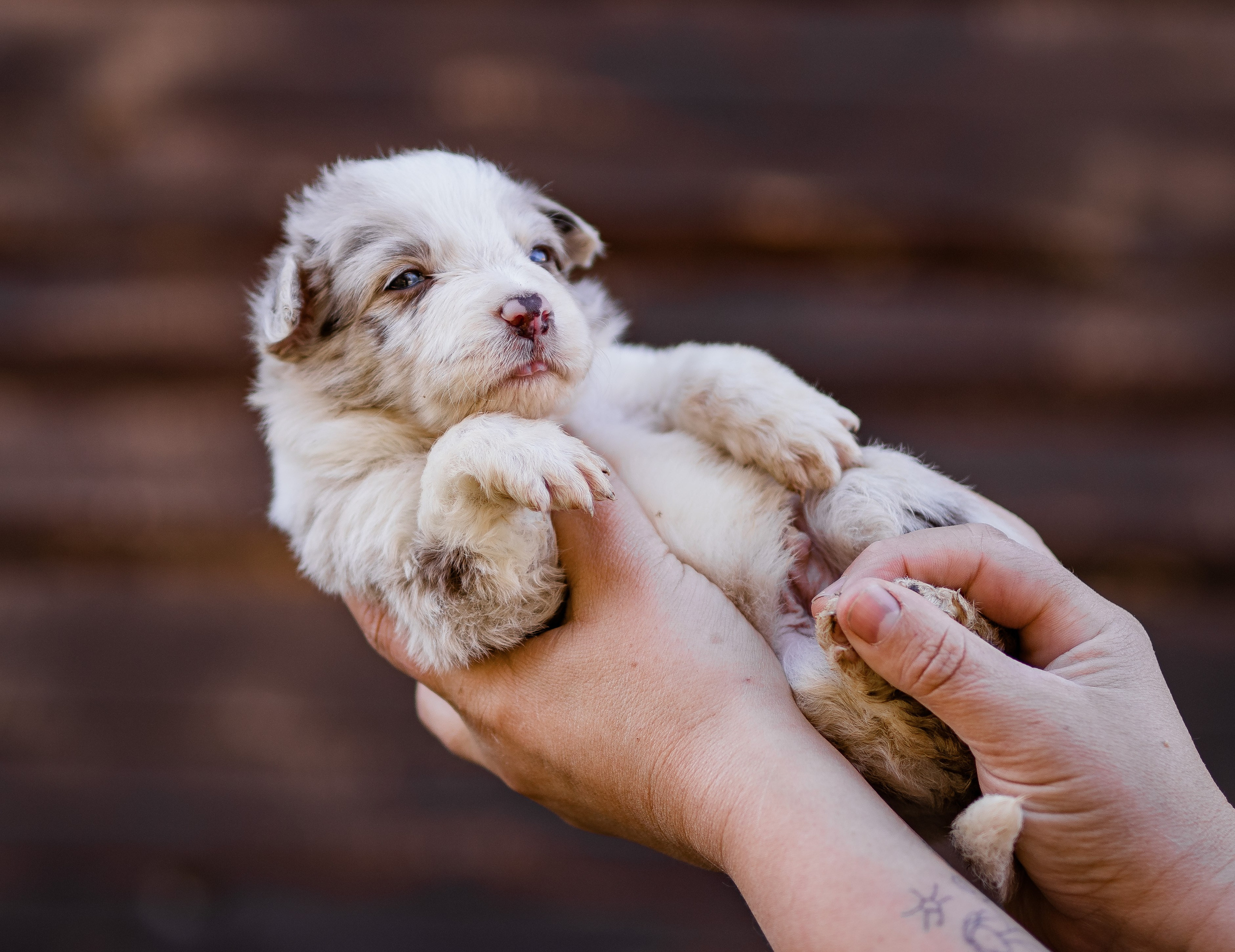 Фритсвит. Семейный фотограф Ефремова Виктория