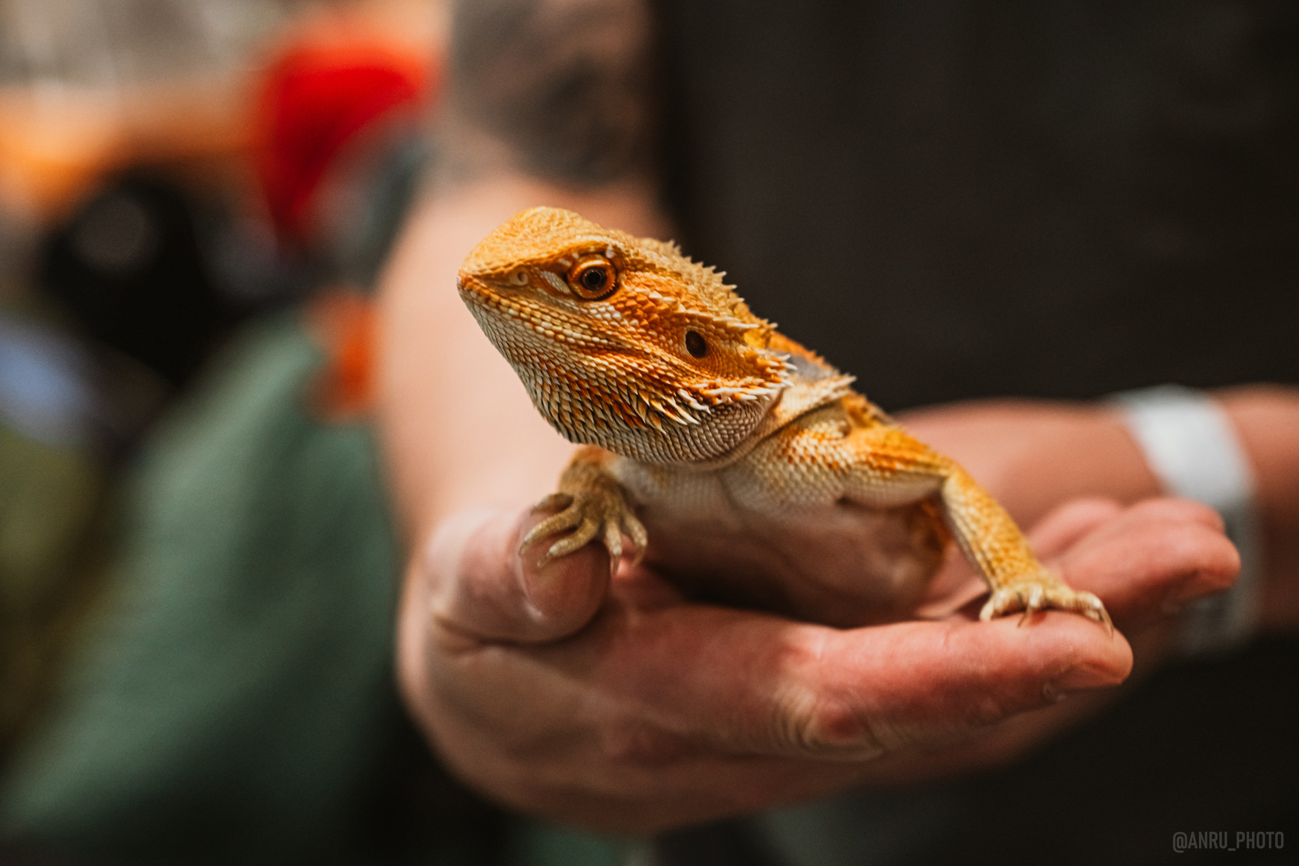 Рептилиум. Репортажный фотограф Анастасия Рубцова