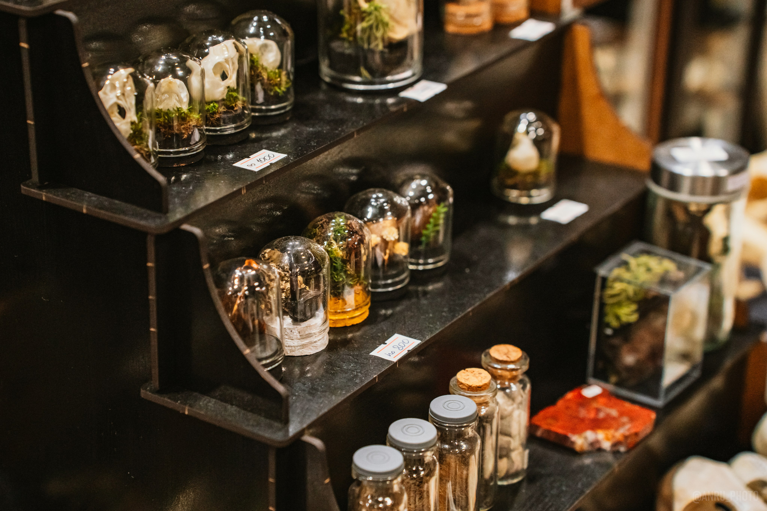 Рептилиум (ручная работа). Репортажный фотограф Анастасия Рубцова