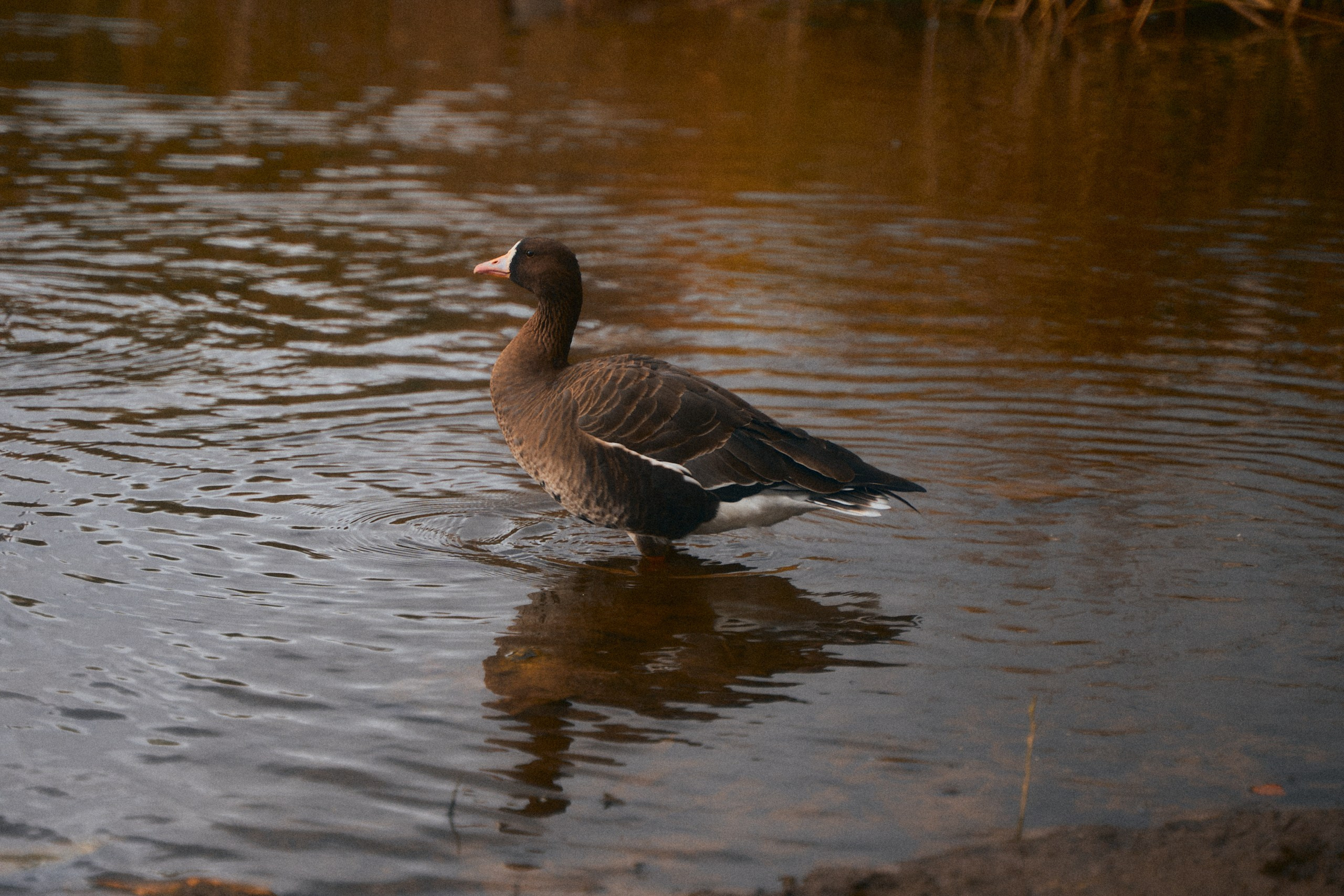 Краски осени в Торжке 2025