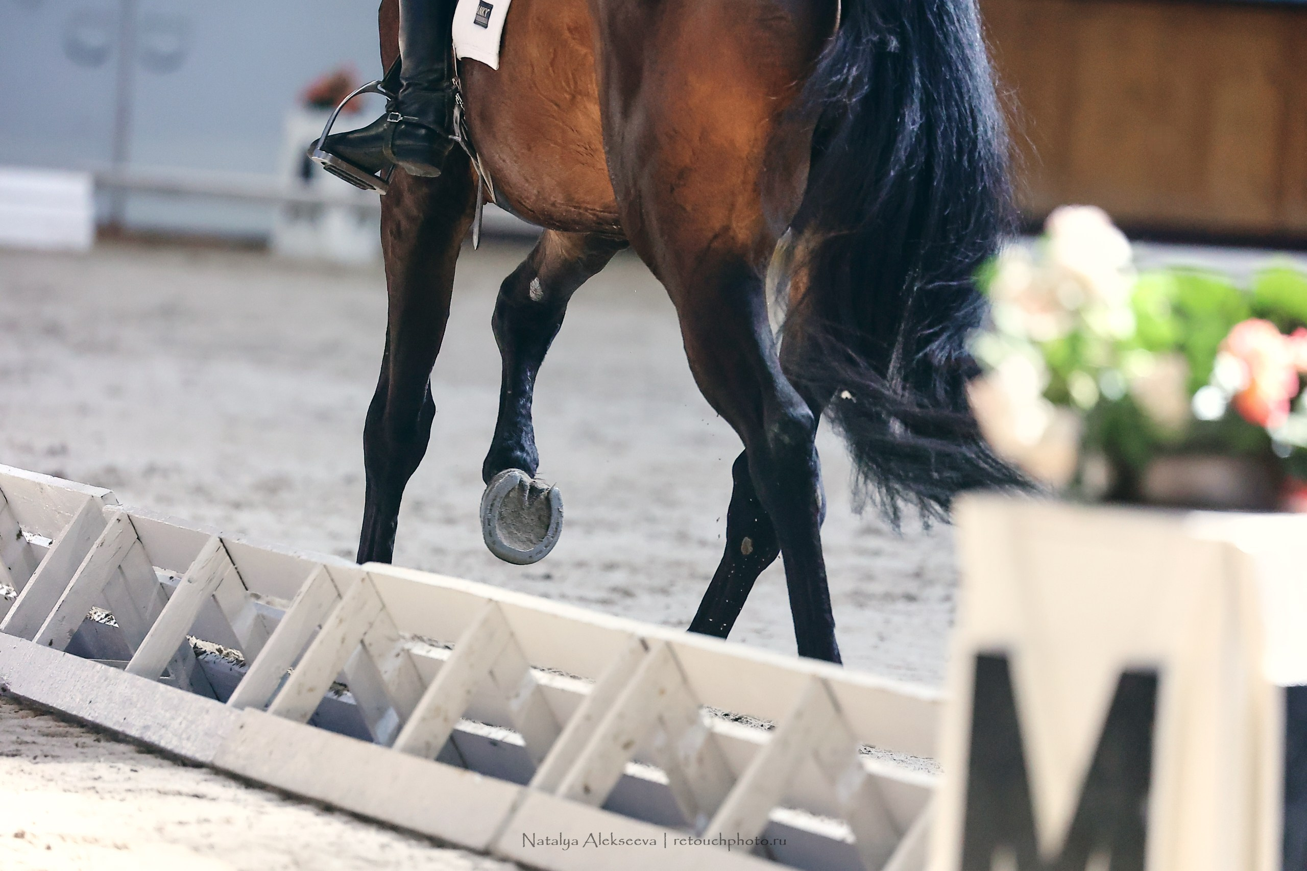 Этап Кубка Евразии по выездке, Минск | 04'2023. Репортажный фотограф и ретушер в Москве Наталья Алексеева
