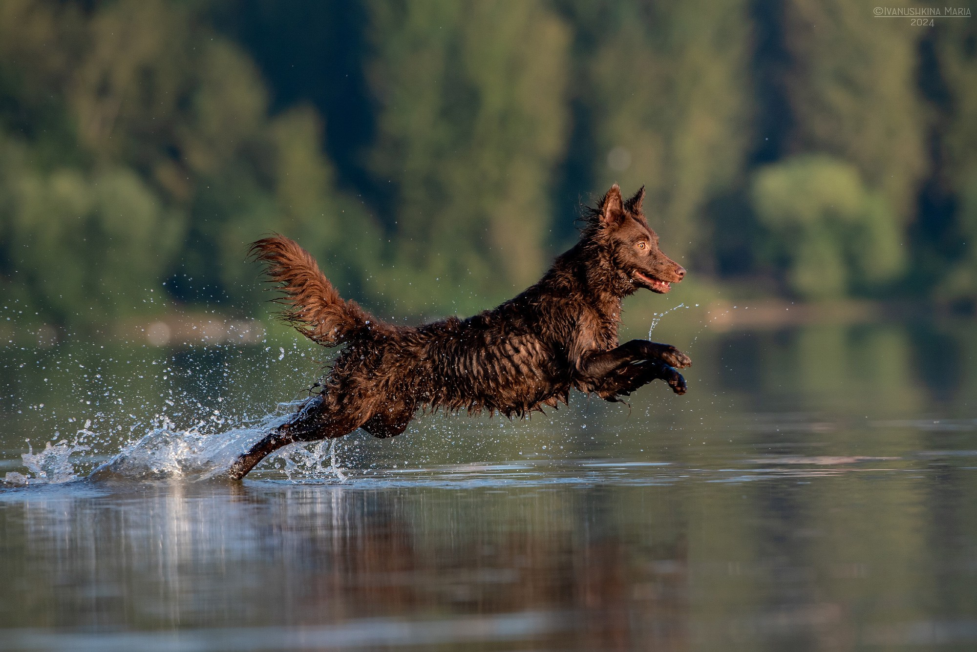 Фотограф-анималист. Фотограф собак в Москве и Московской области Иванушкина Мария