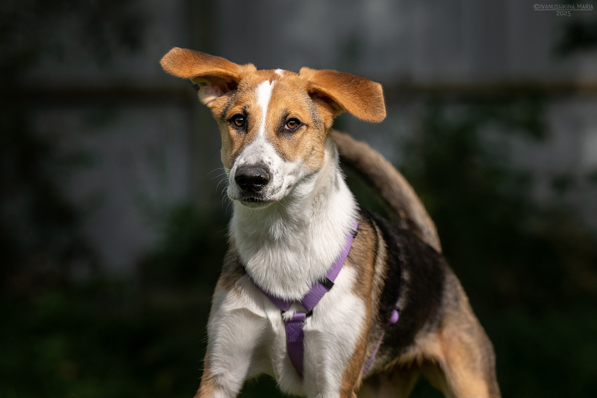Пиарные фотосессии собак на пристройство. Фотограф собак в Москве и Московской области Иванушкина Мария