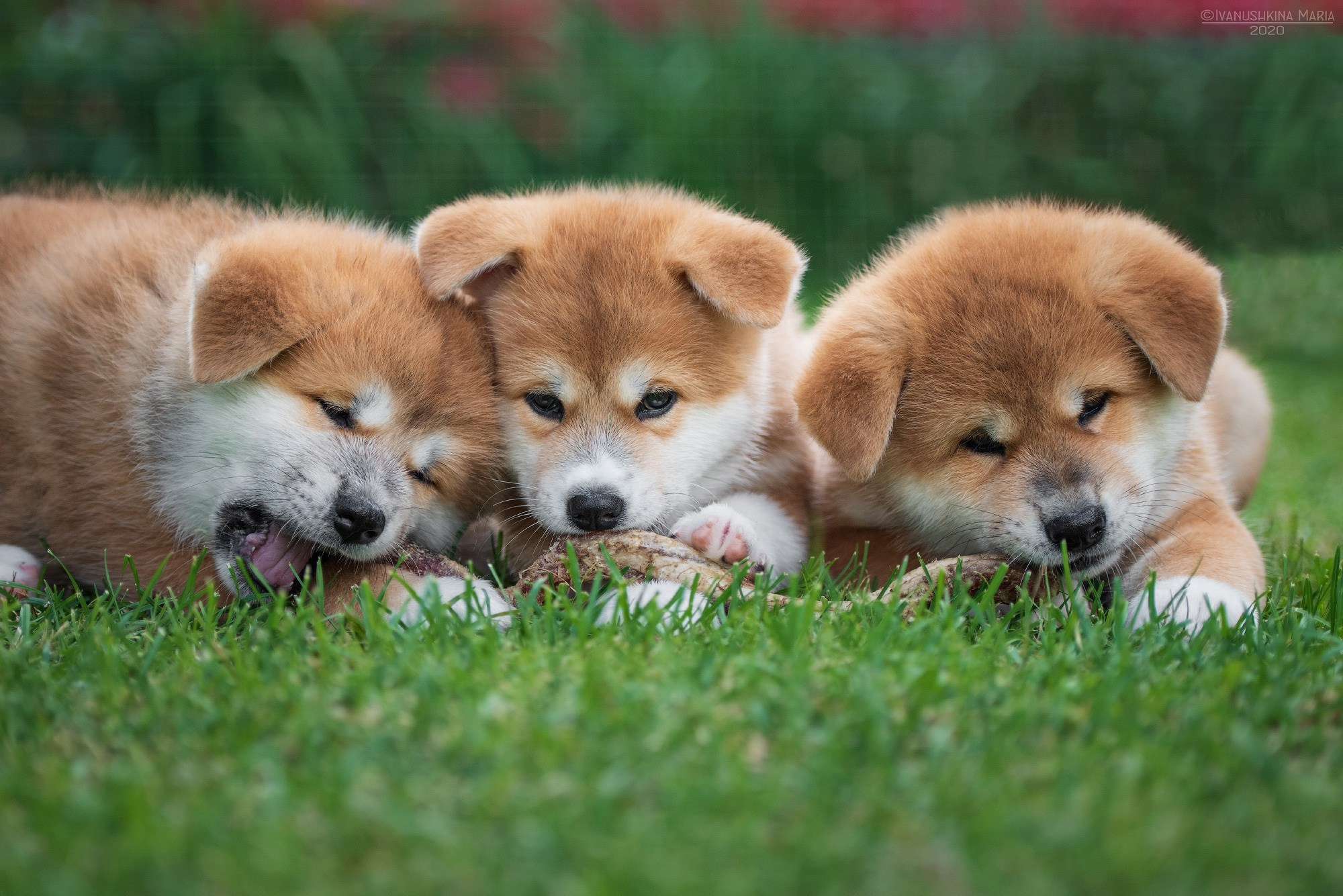 Фотосессия щенков на продажу. Фотограф собак в Москве и Московской области Иванушкина Мария