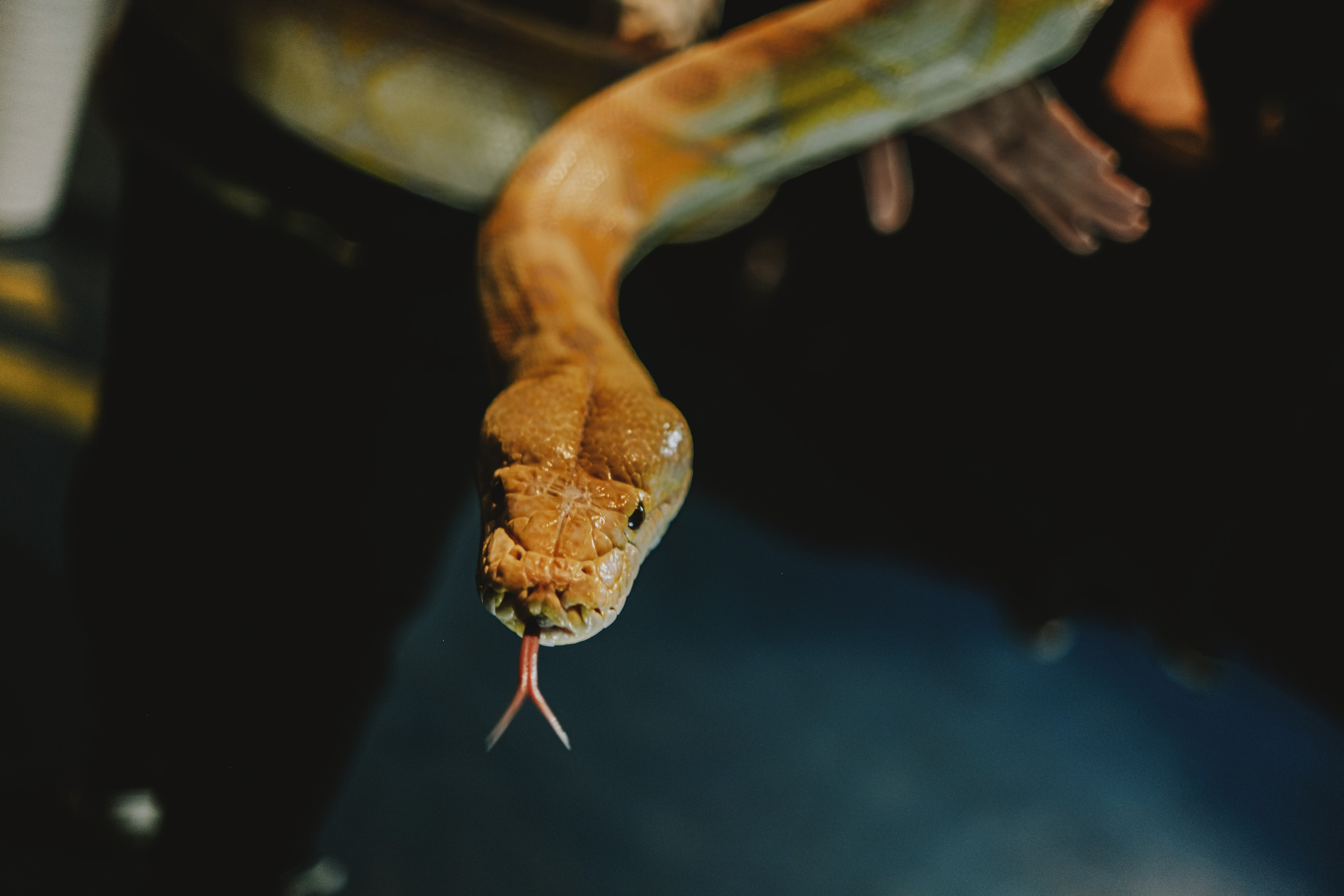 Дом Драконов. Nattie.ph