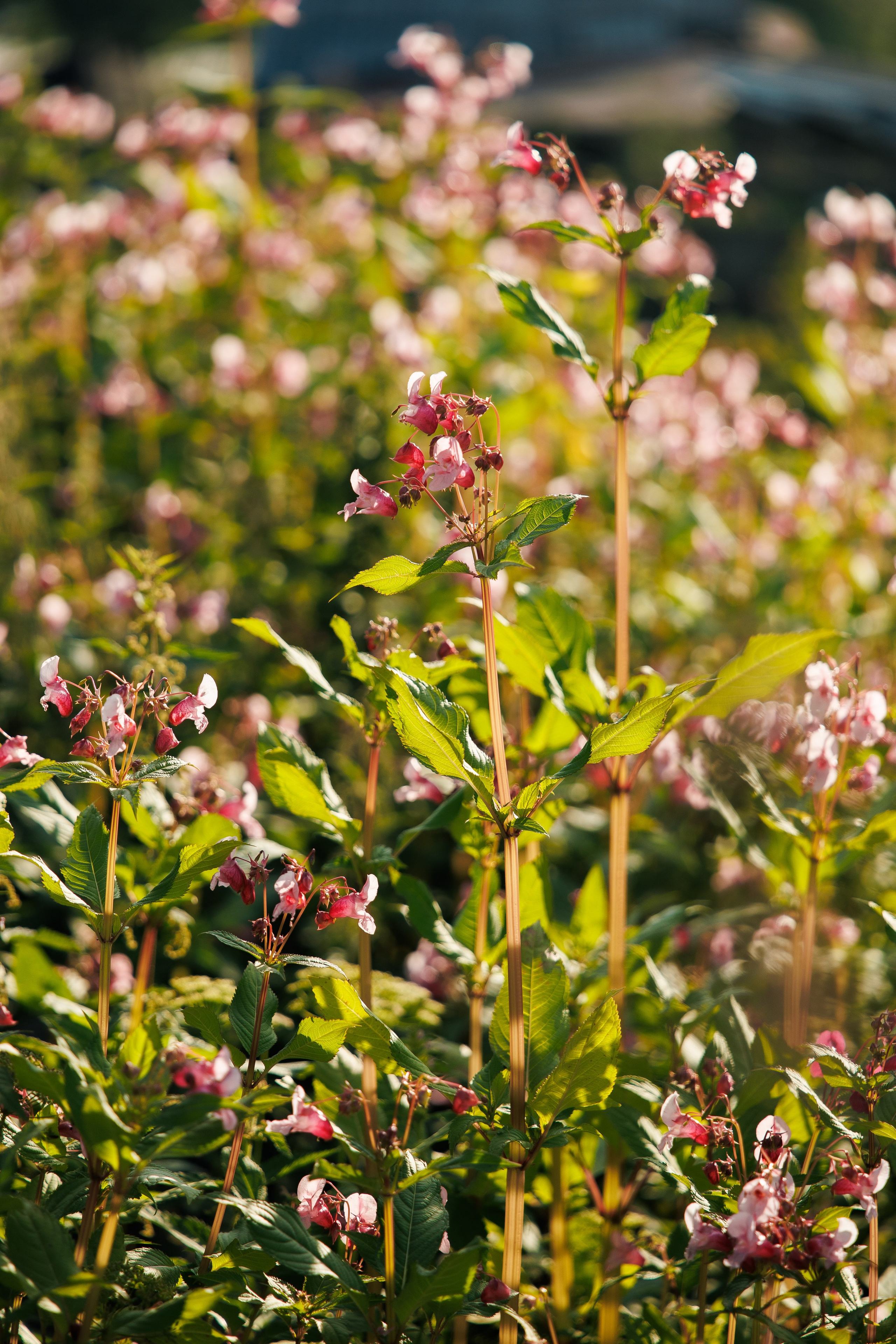 Летний Байкал