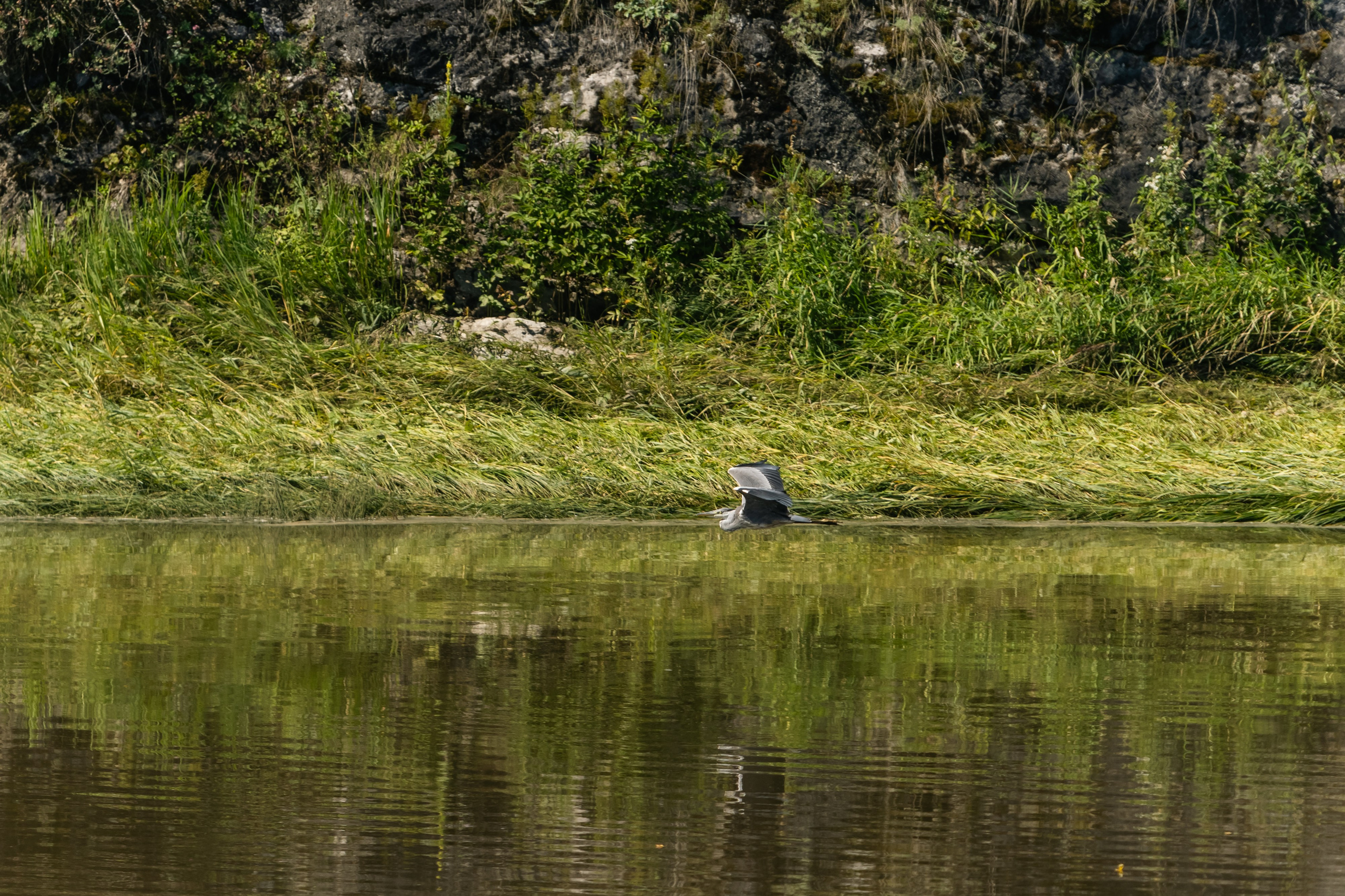 VI ОТКРЫТЫЕ КИНОЛОГИЧЕСКИЕ СОРЕВНОВАНИЯ. ЧЕЛЯБИНСКАЯ ОБЛАСТЬ 2025. Репортажный фотограф Наталья Лапцевич