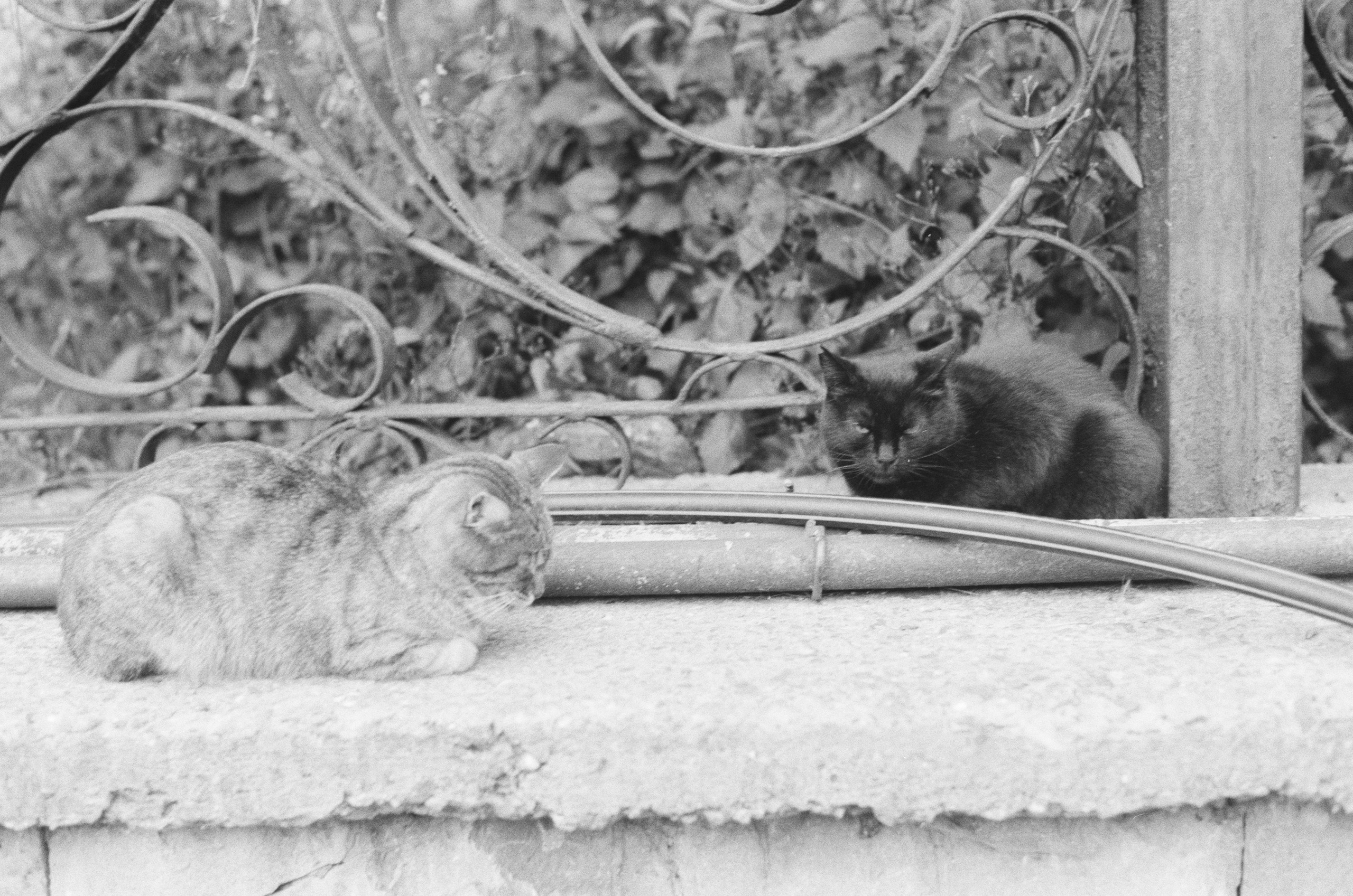 Sparks // ukraine, crimea II. EVER EXPOSED