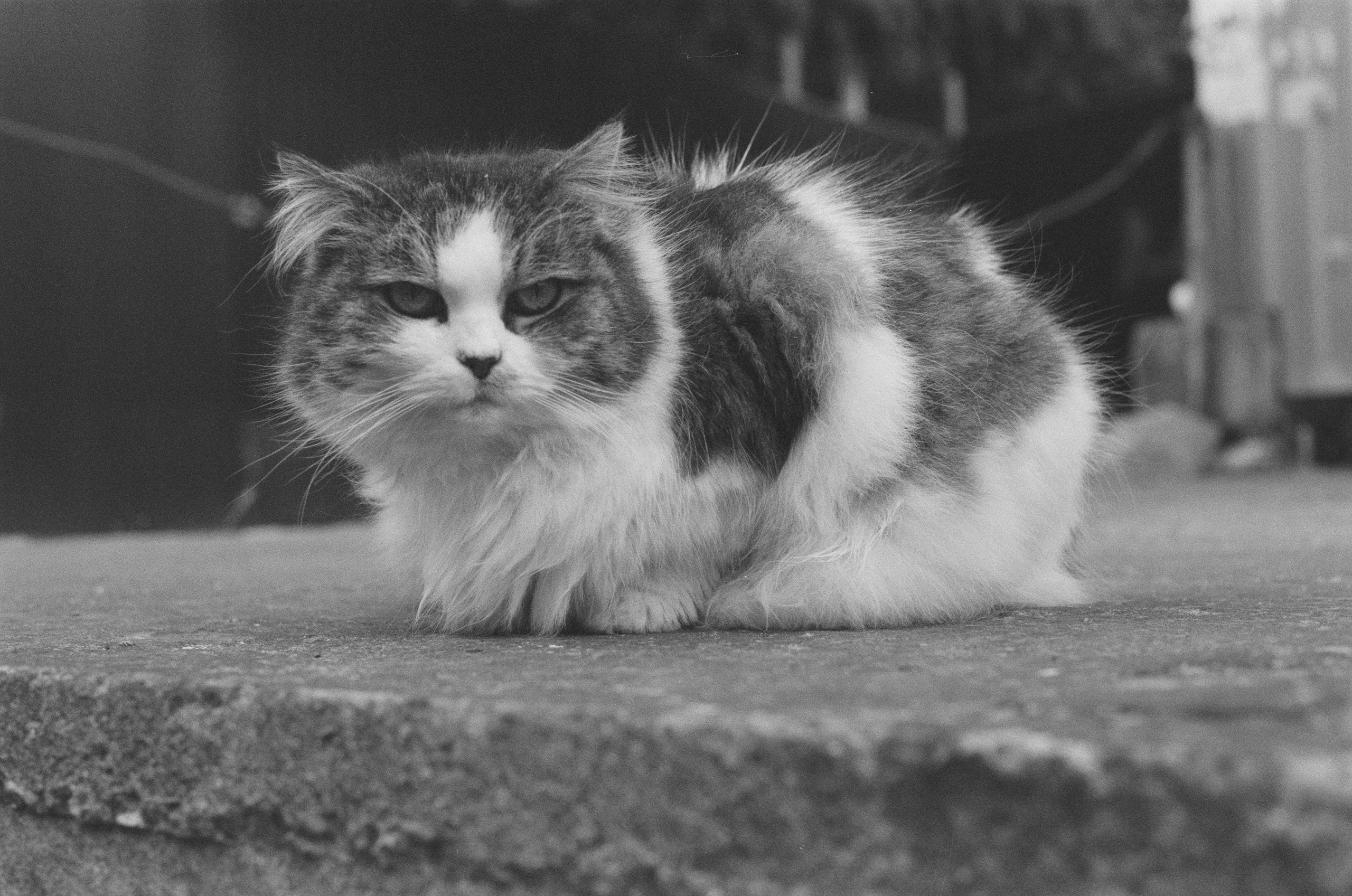 Plastinki // ukraine, crimea IV. EVER EXPOSED