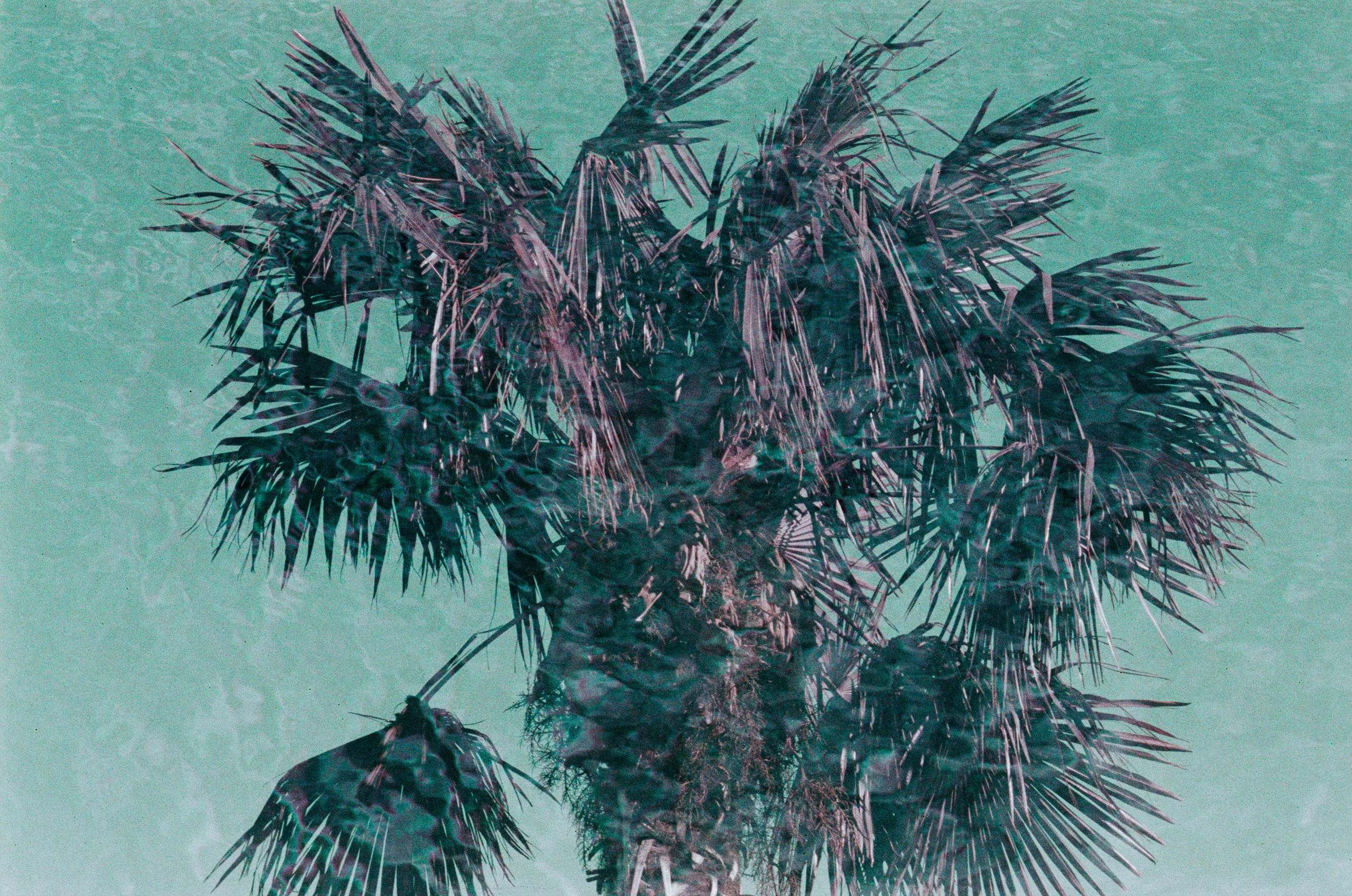 Sakura blues // ukraine, crimea IX. EVER EXPOSED