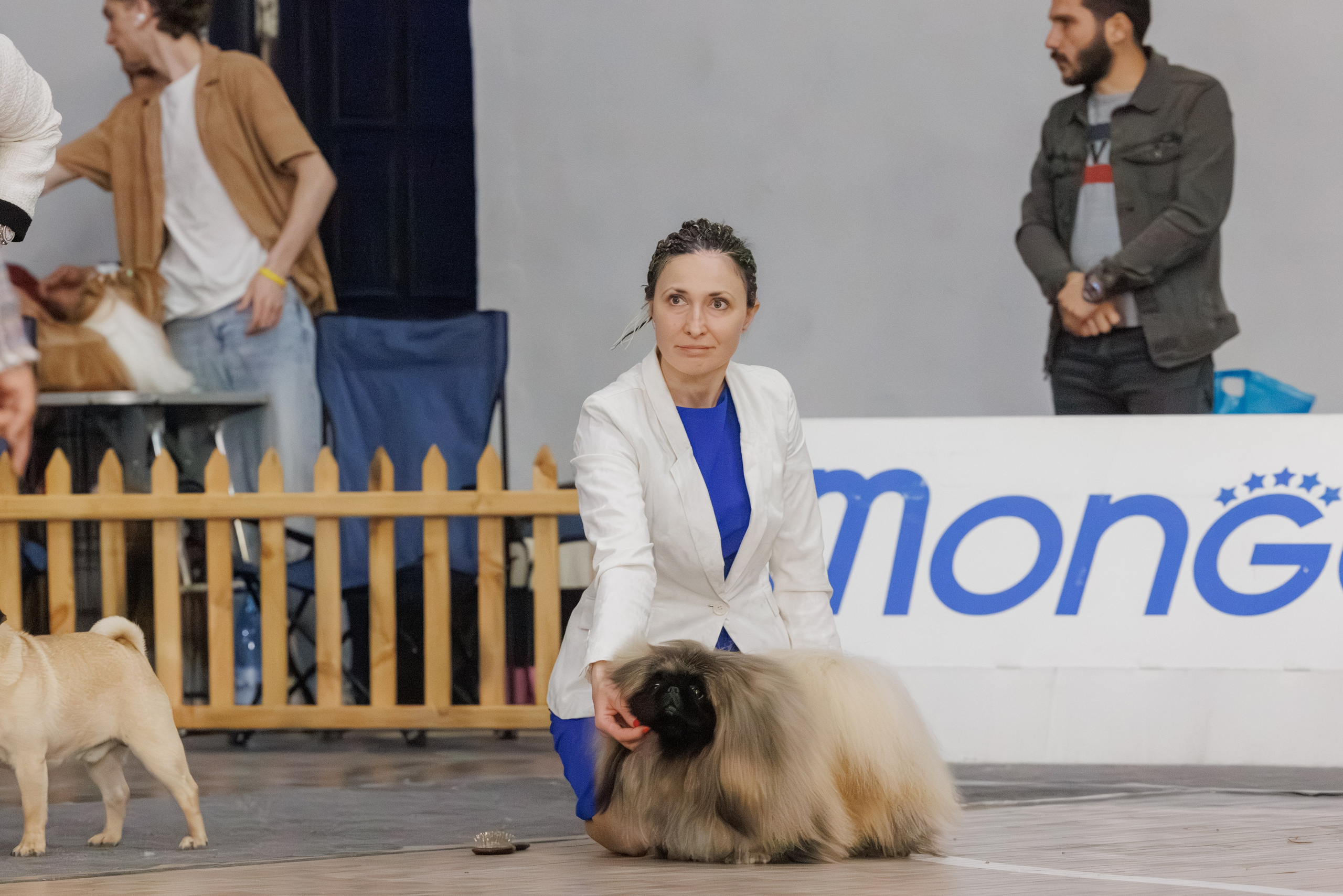 Ереван 2х CACIB 29-30.04.2025. Фотограф-анималист Юлия Германика