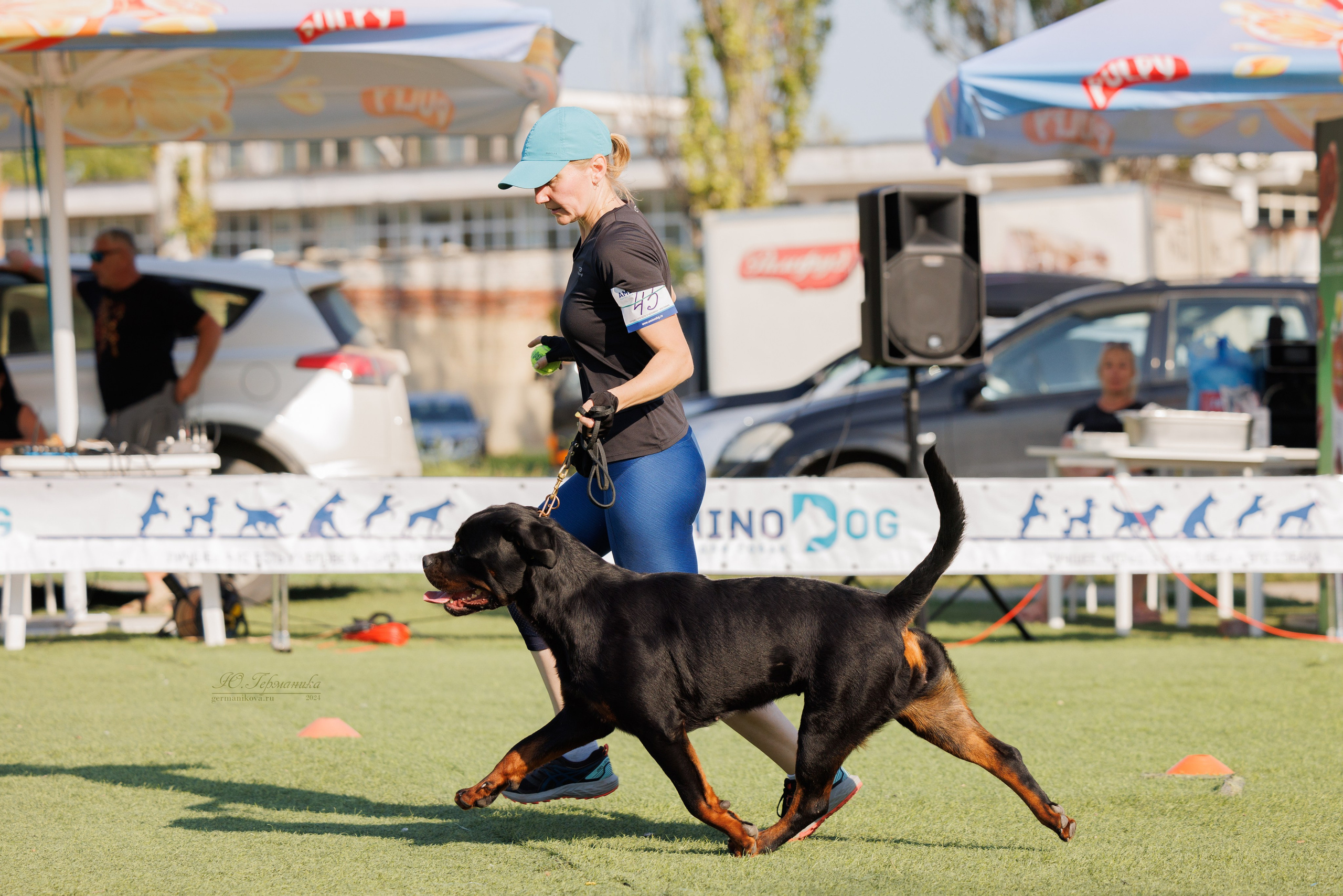 Анапа ротвейлеры 14-15.09.2024. Фотограф-анималист Юлия Германика