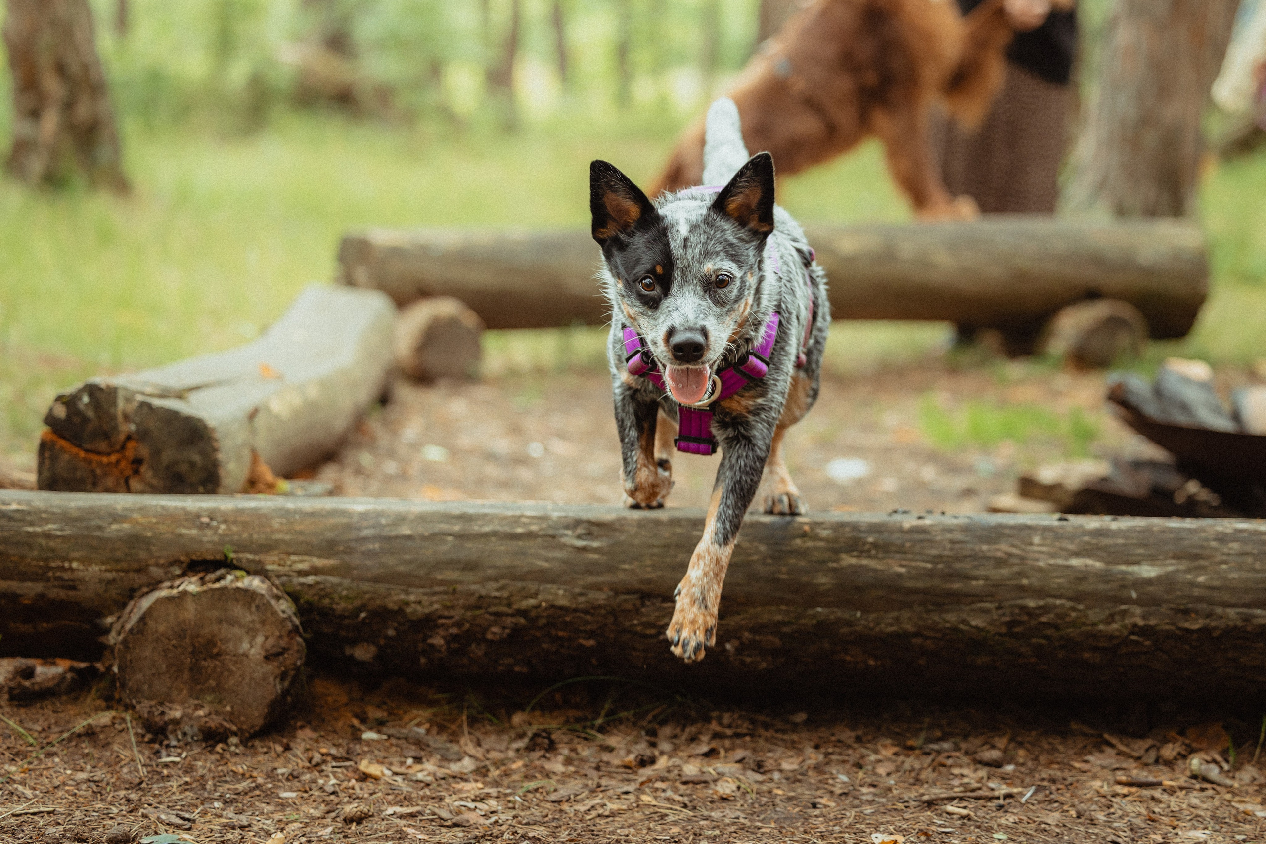 Выездной дог-тренинг от школы «Шерсть имею»