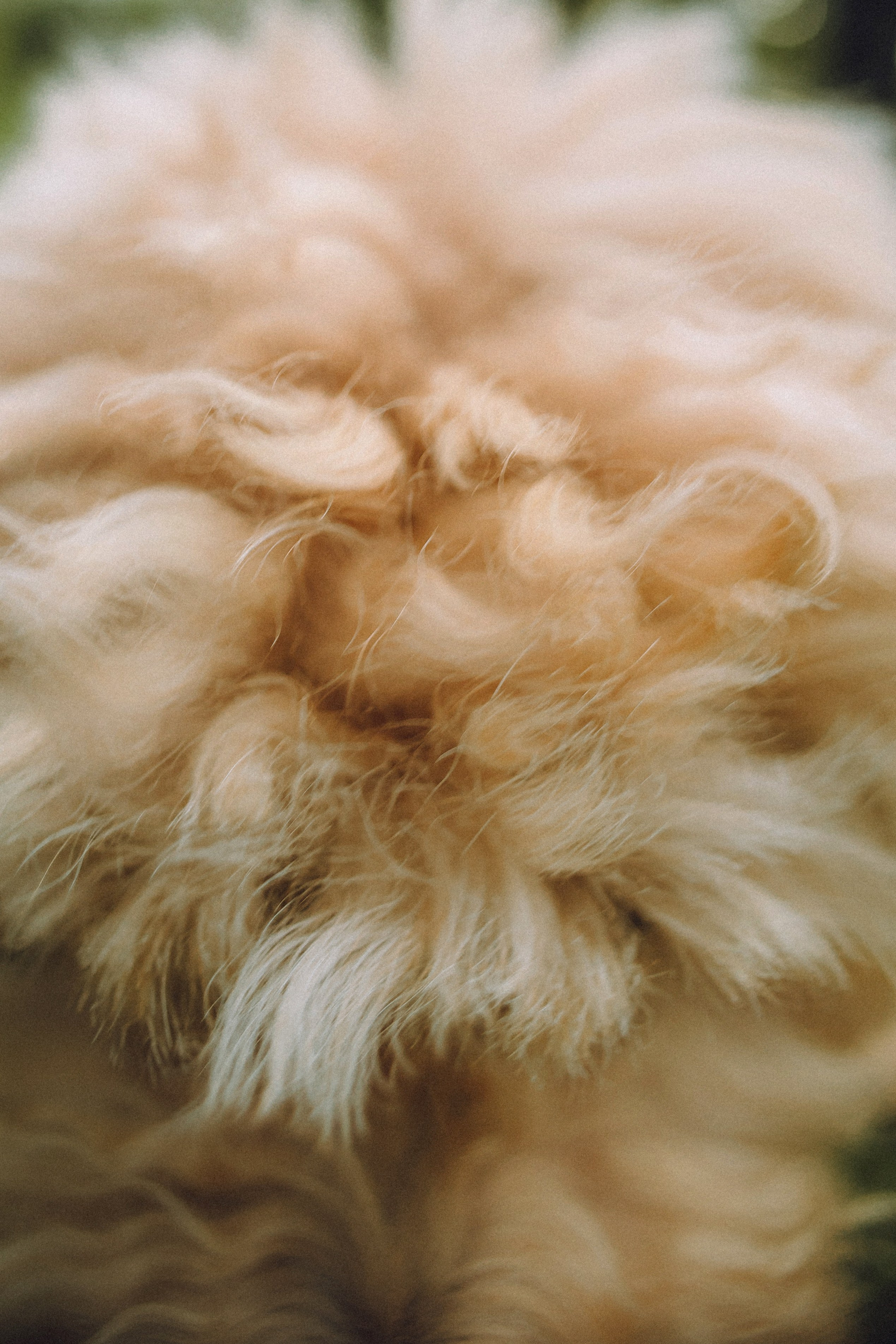 Фред и его семья