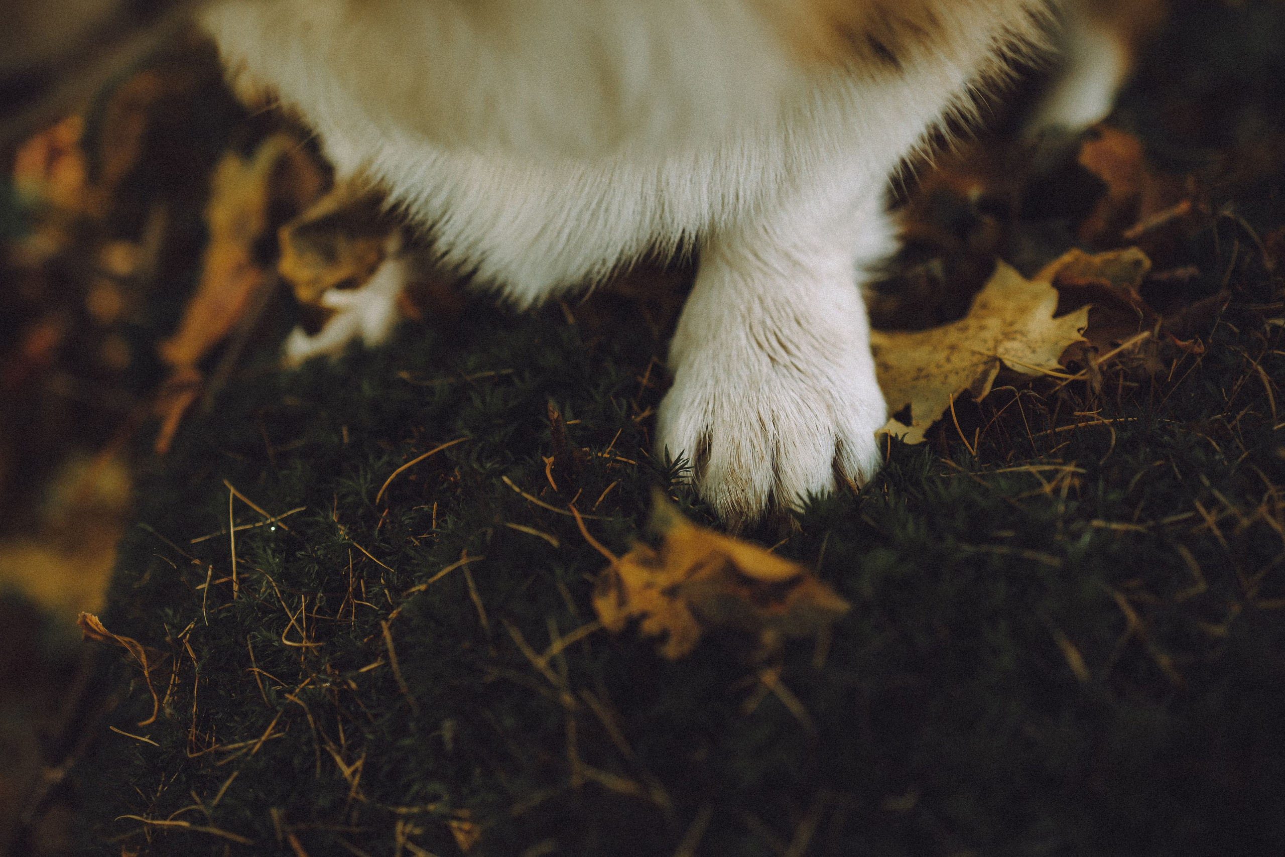 Карина, Даня и Аркаша