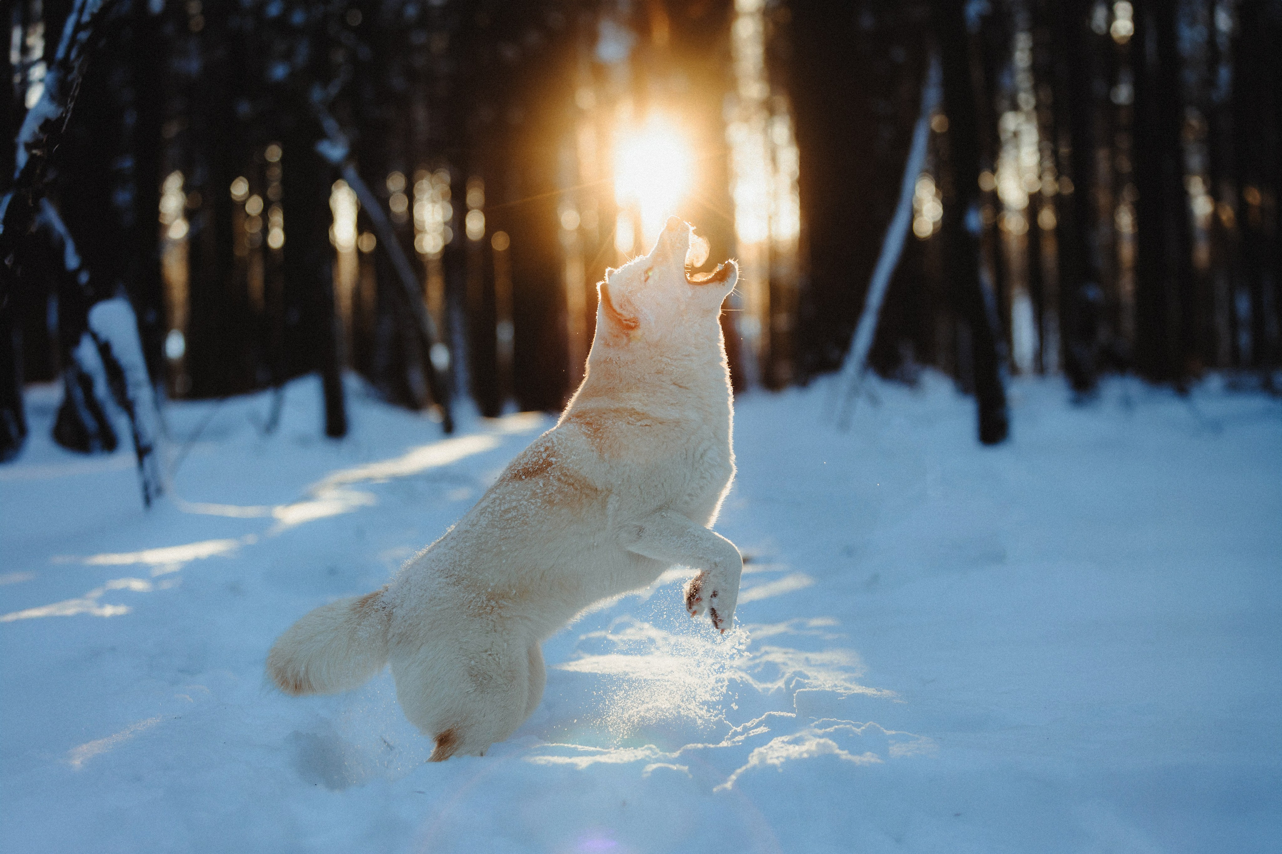 Шед, Цири и Ира