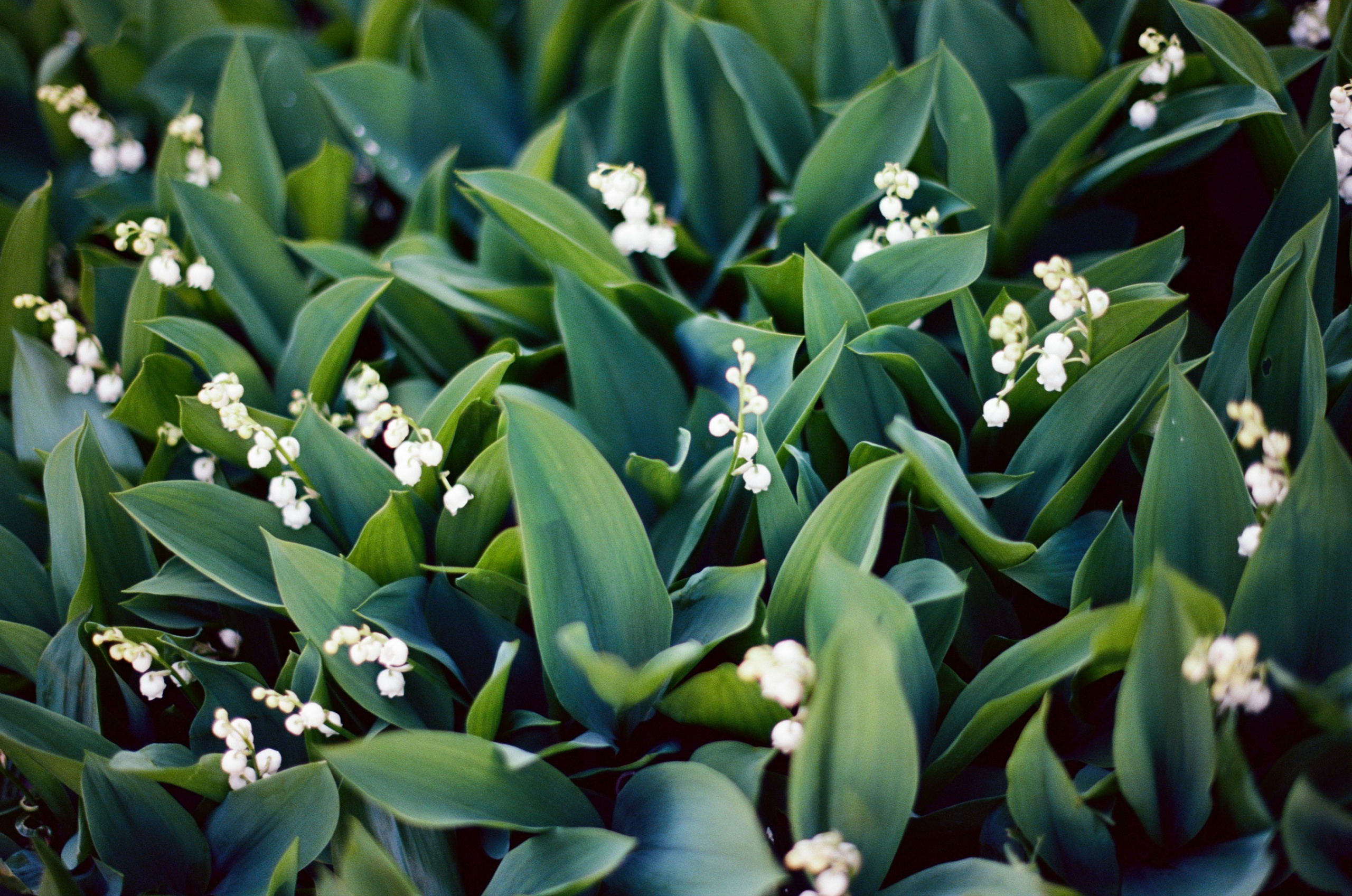 Follow you // ukraine, crimea IV. EVER EXPOSED