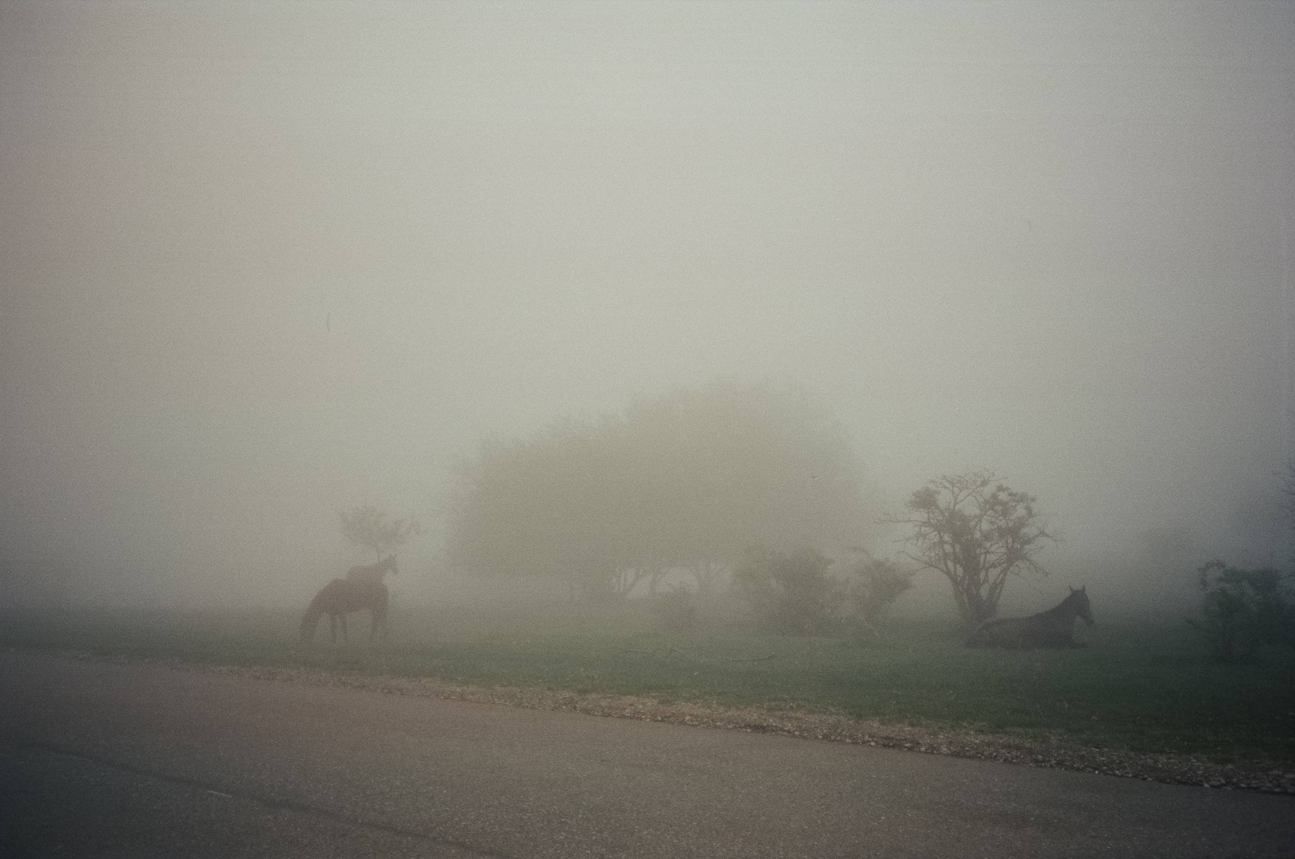 Дорога к Джилы-Су и лошадки в тумане. Фотограф-документалист Мария Осокина