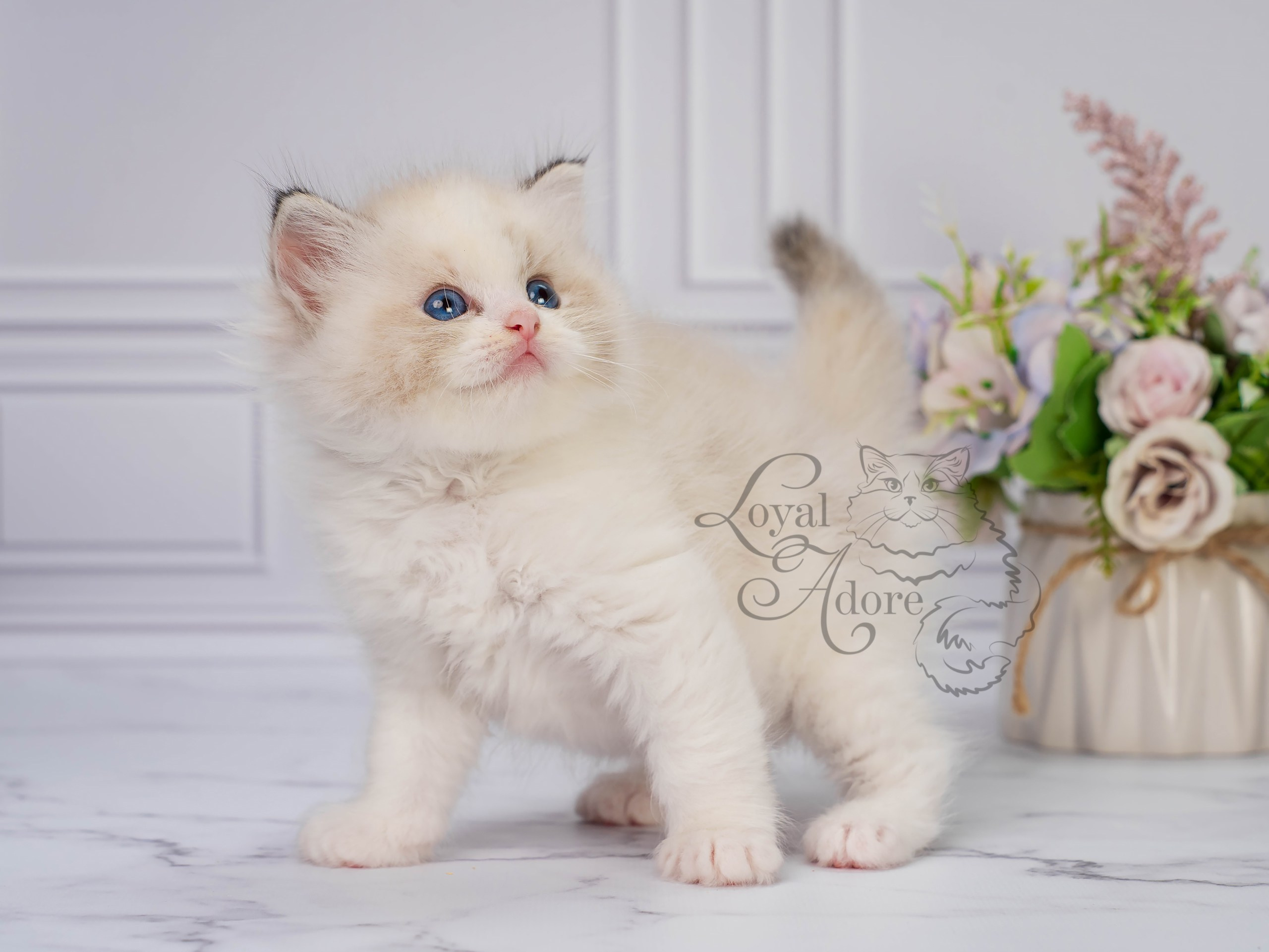 Кошки производители Loyal Adore. Питомник рэгдолл Loyal Adore