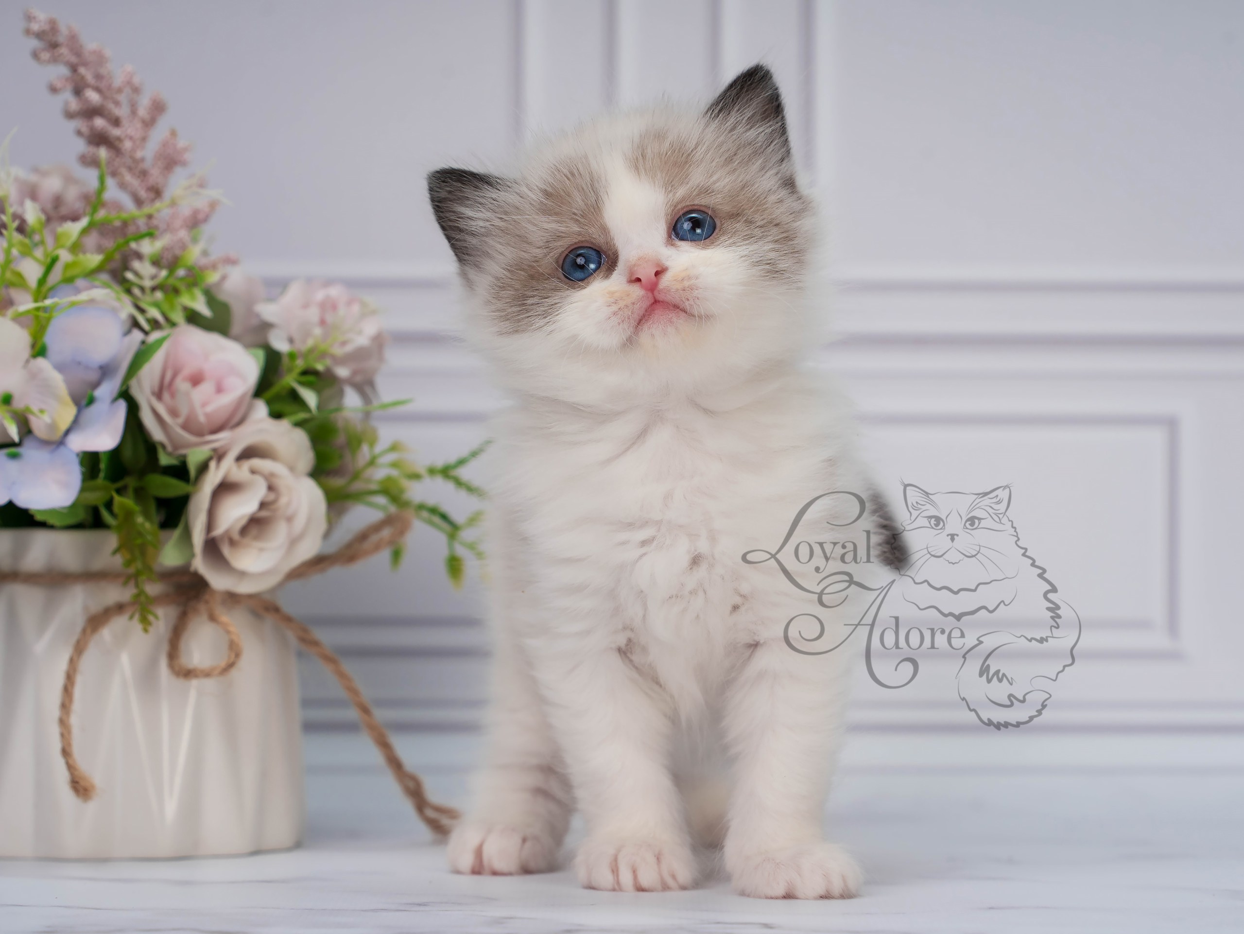 Котята рэгдолл от Loyal Adore. Питомник рэгдолл Loyal Adore