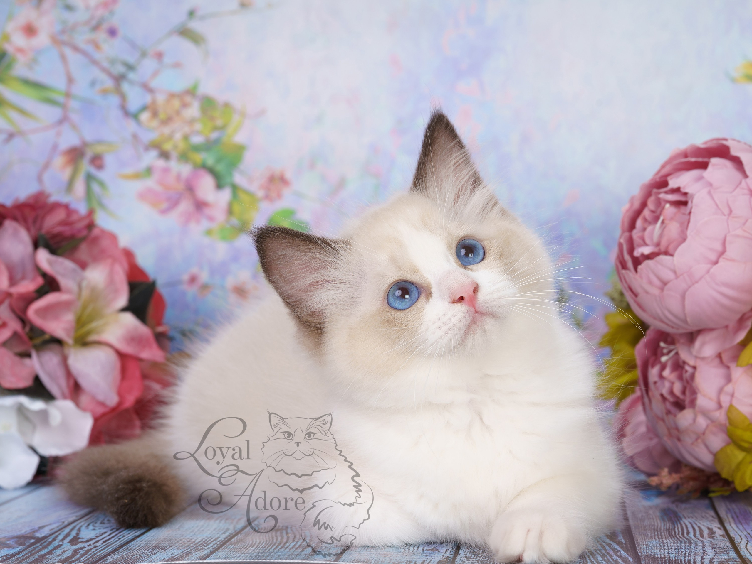 Котята рэгдолл от Loyal Adore. Питомник рэгдолл Loyal Adore