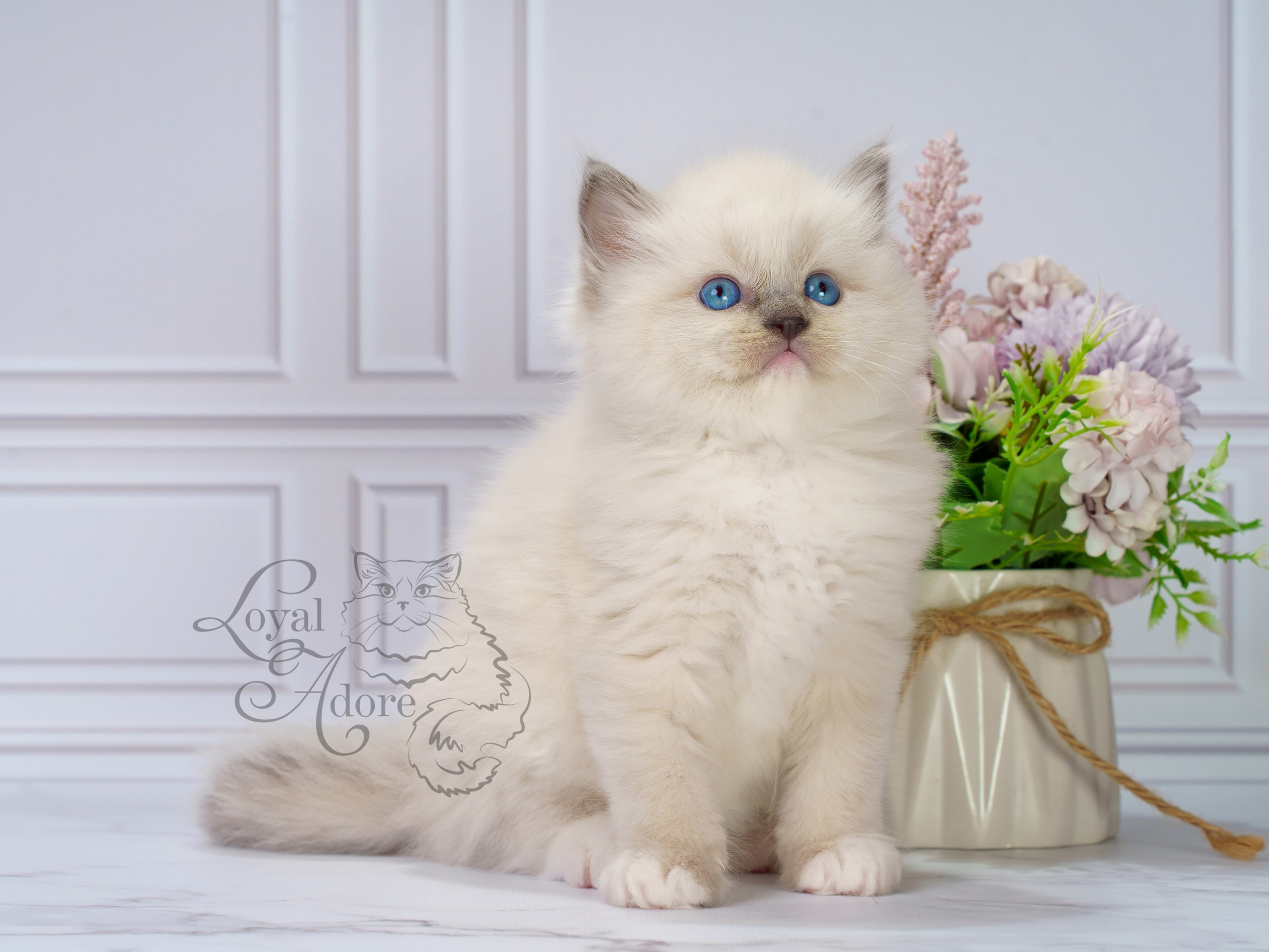 Котята рэгдолл от Loyal Adore. Питомник рэгдолл Loyal Adore