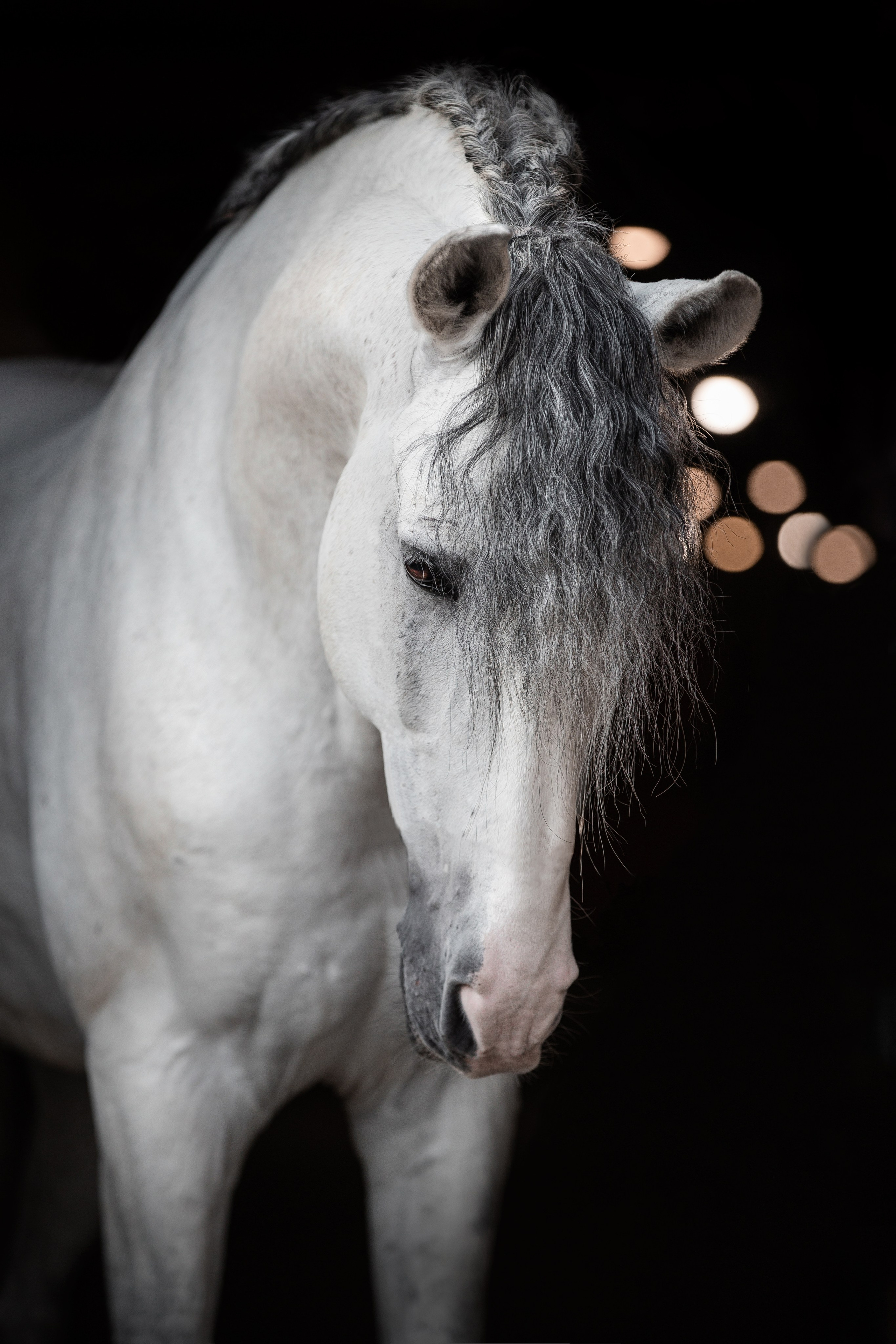 На черном фоне. Фотограф-анималист Ксендзова Кристина