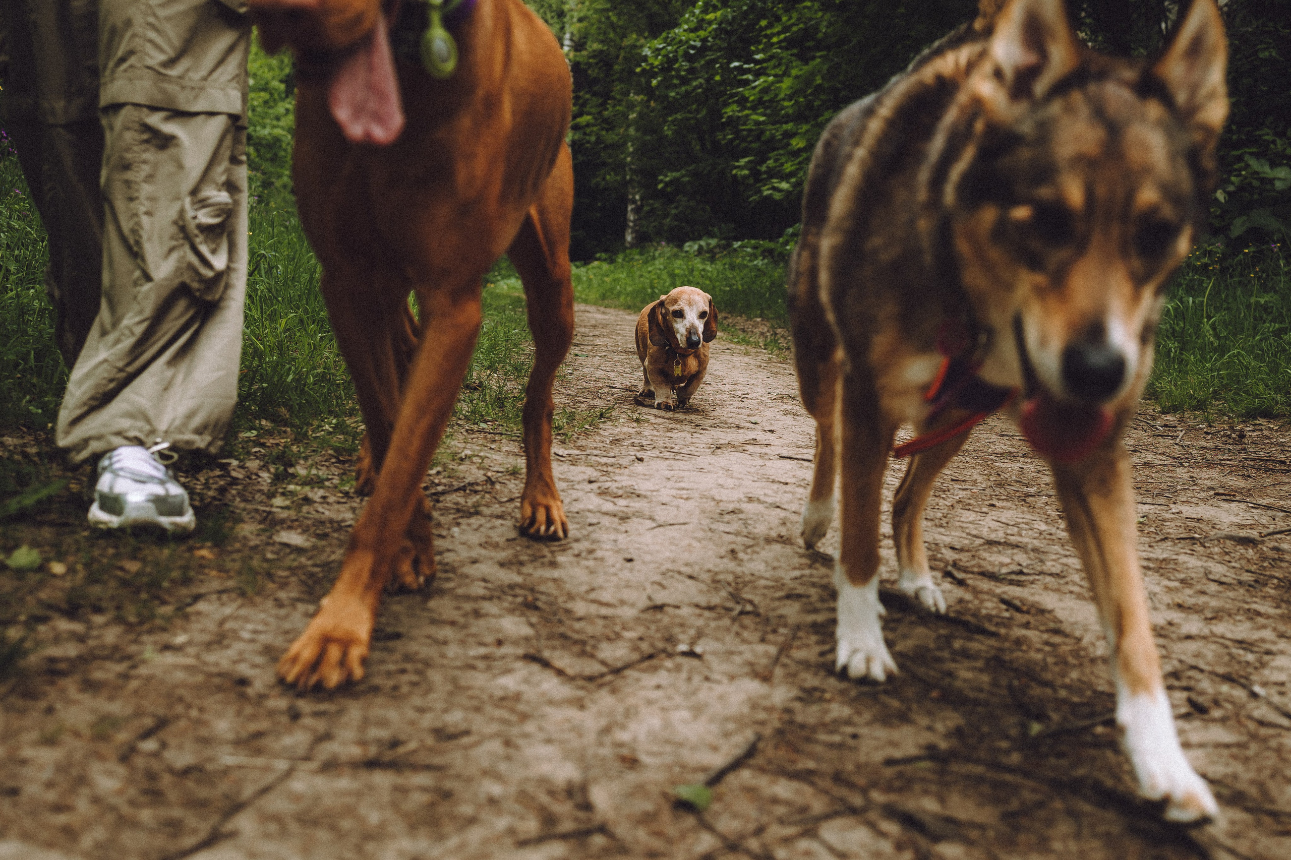 Груша, Данни, Фунтик и их семья