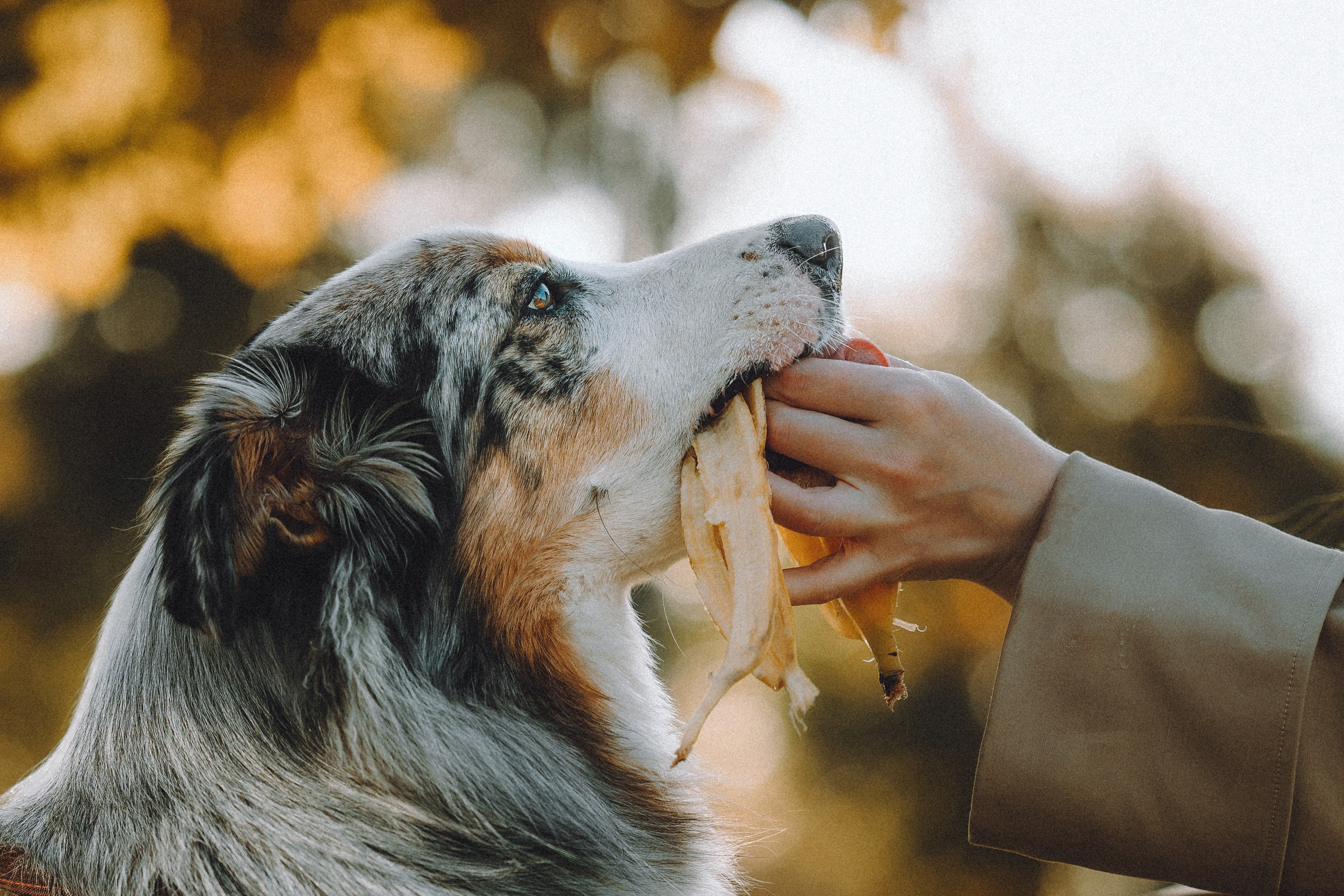Саша, Рома и Один