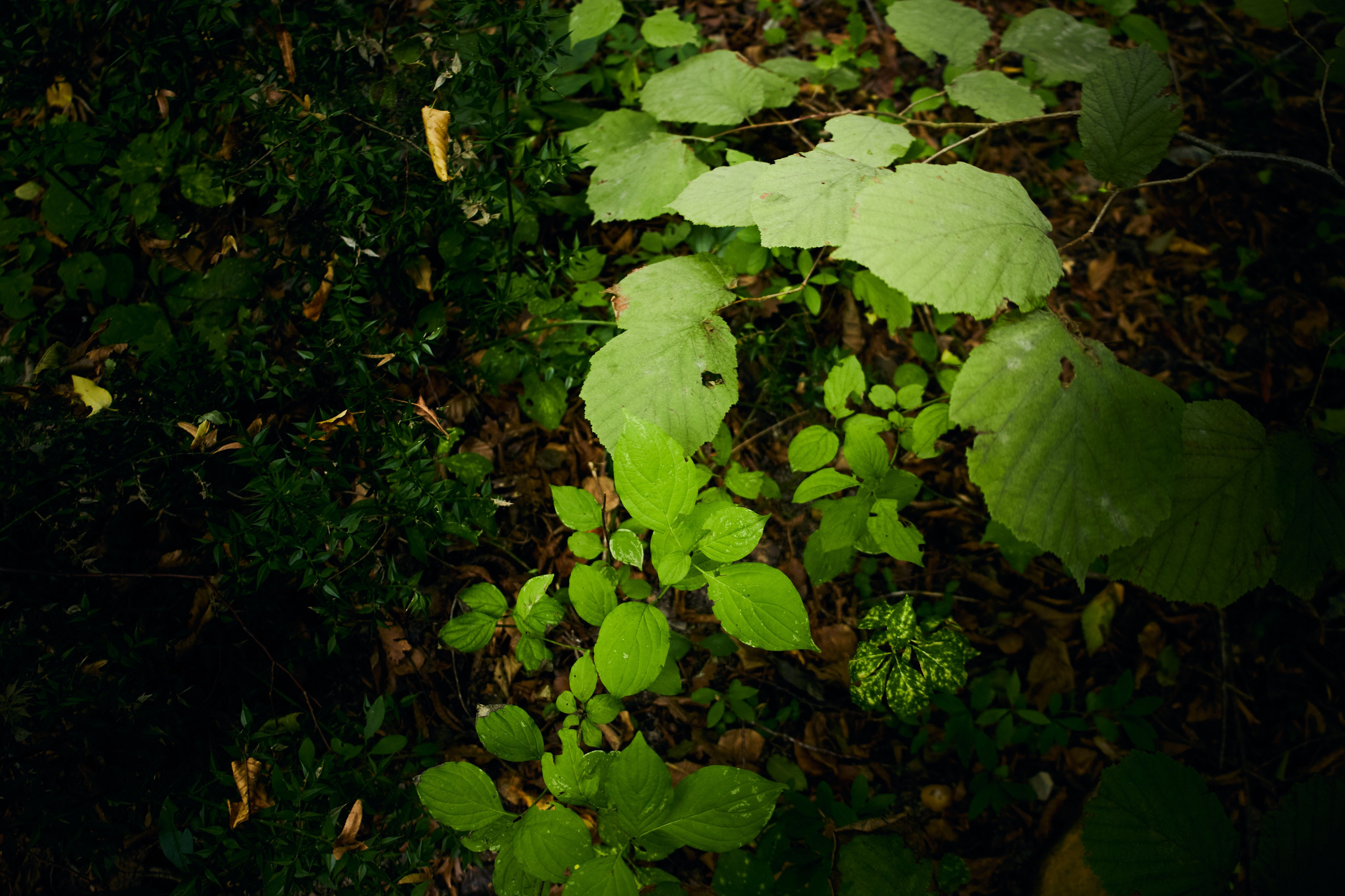 Пейзажи и уличная съёмка