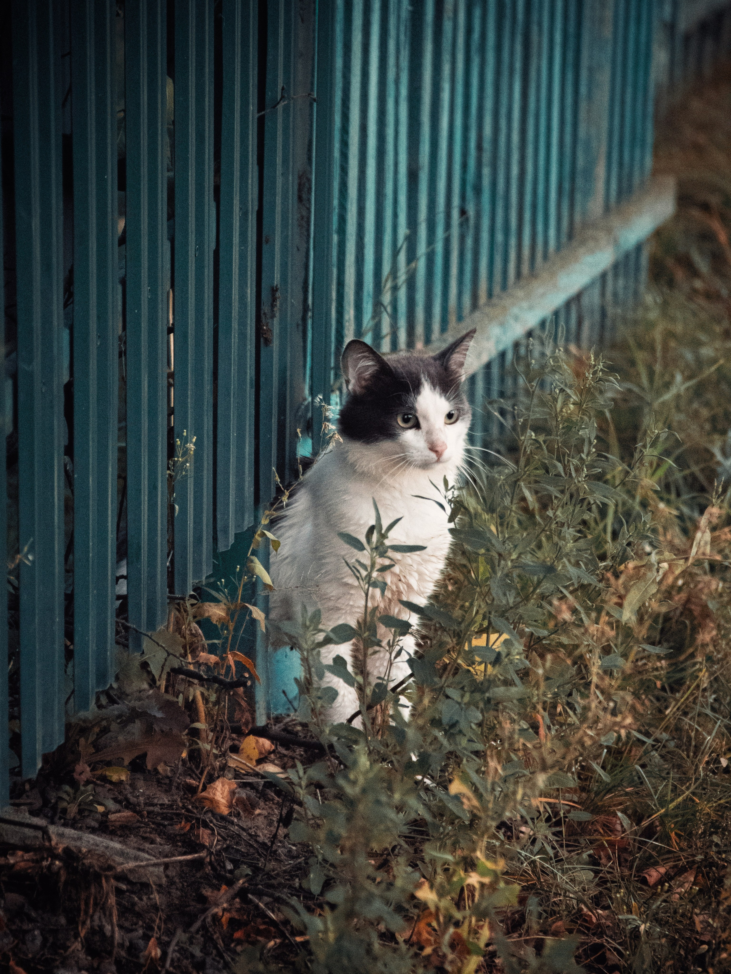 Уличные модели. С любовью, фотохудожник