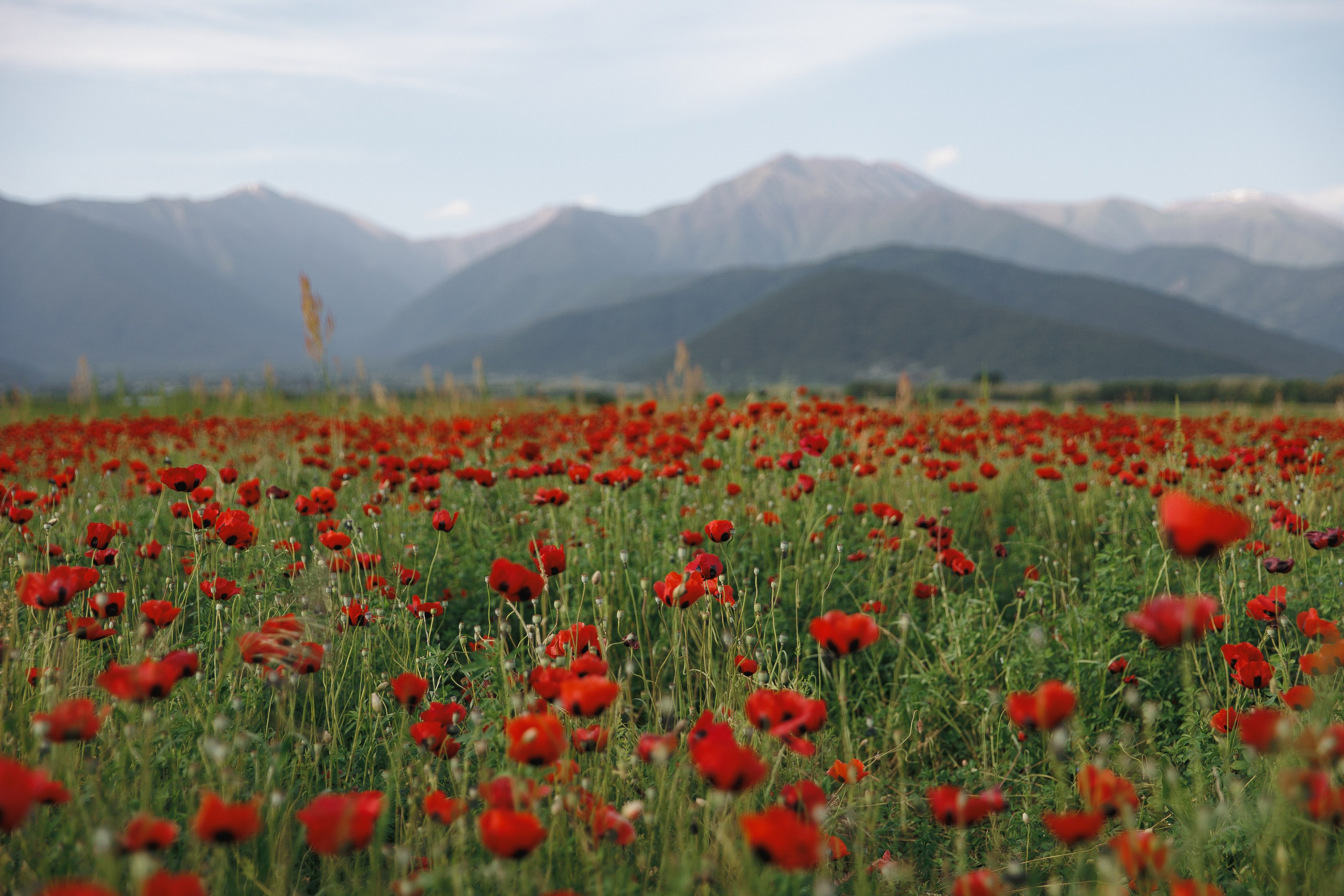 Miroslava&Ilia in Kaheti. Wedding photographer in St. Petersburg, Europe and Israel Anna Agafon