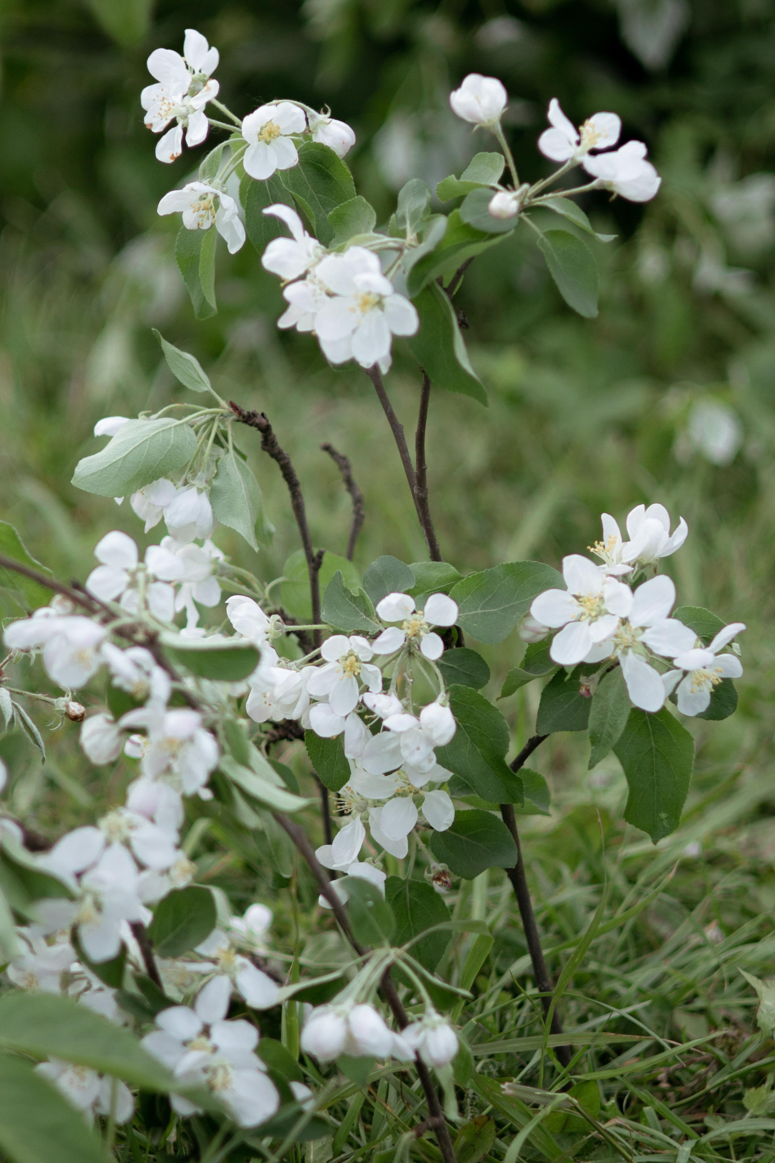 Вика & Дима. Оформление свадеб, декор свадеб Вера Маркова, Москва