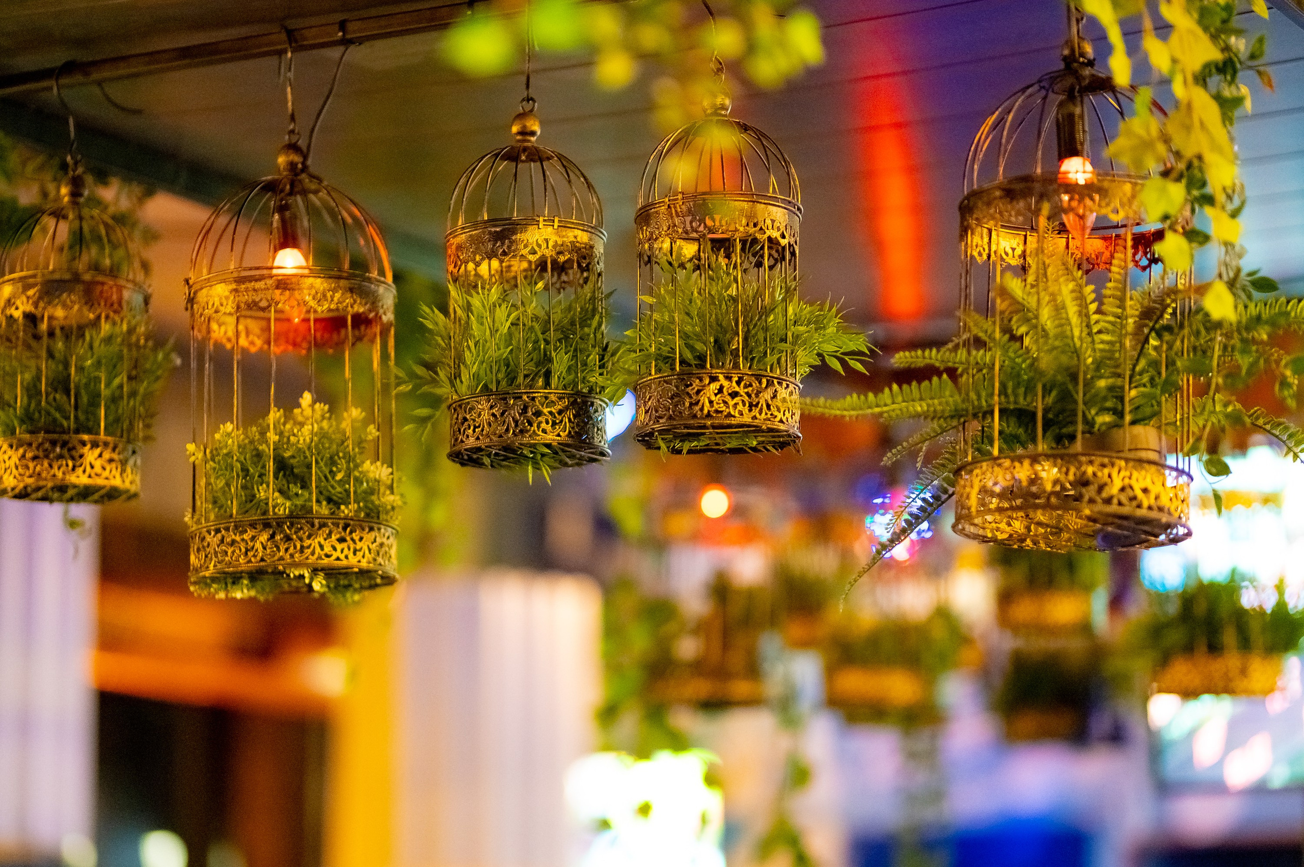 Пели ели на качели. ProfotoNK