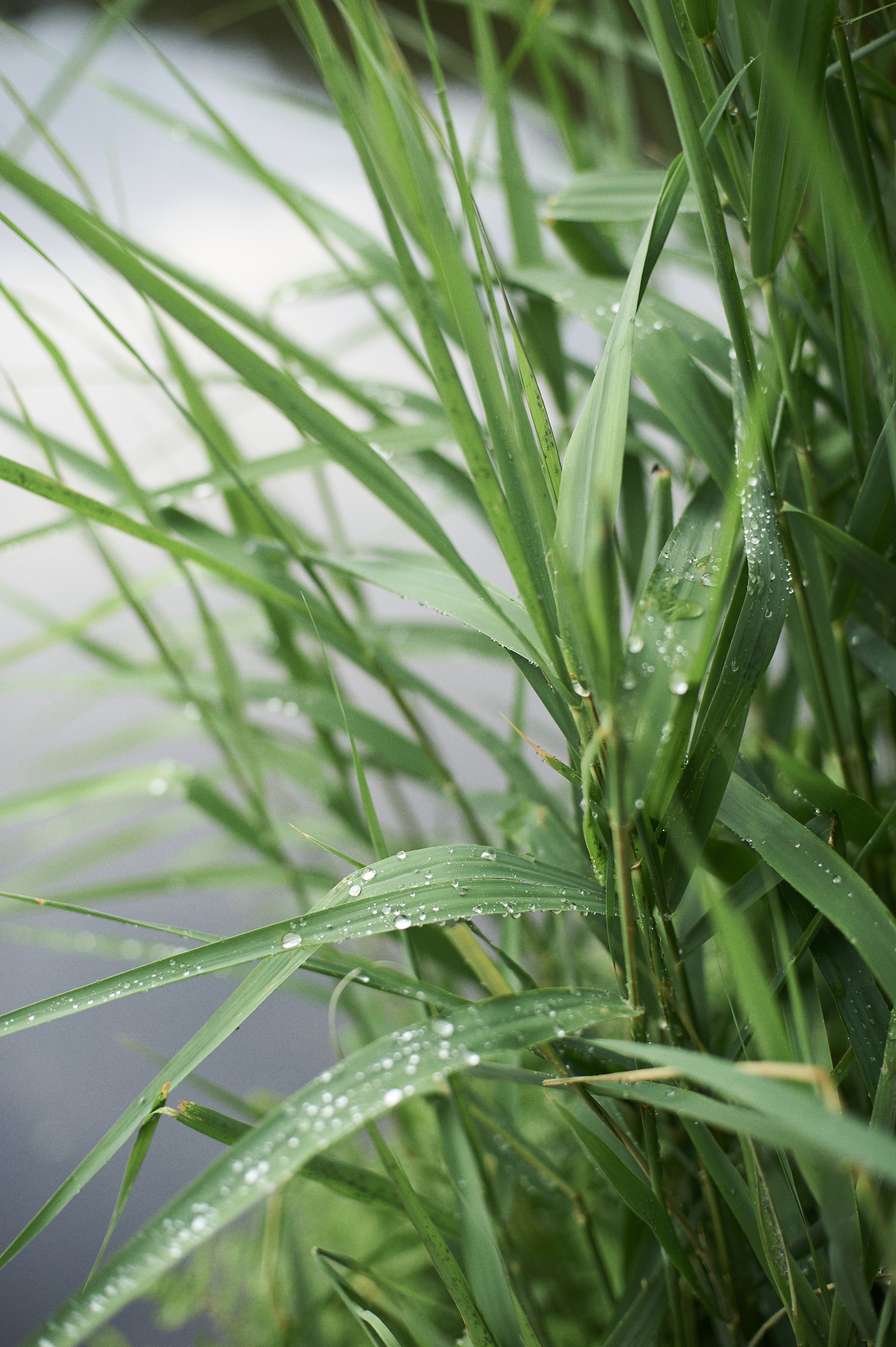 Алёна. Портретный фотограф в Воронеже Вячеслав Буряк