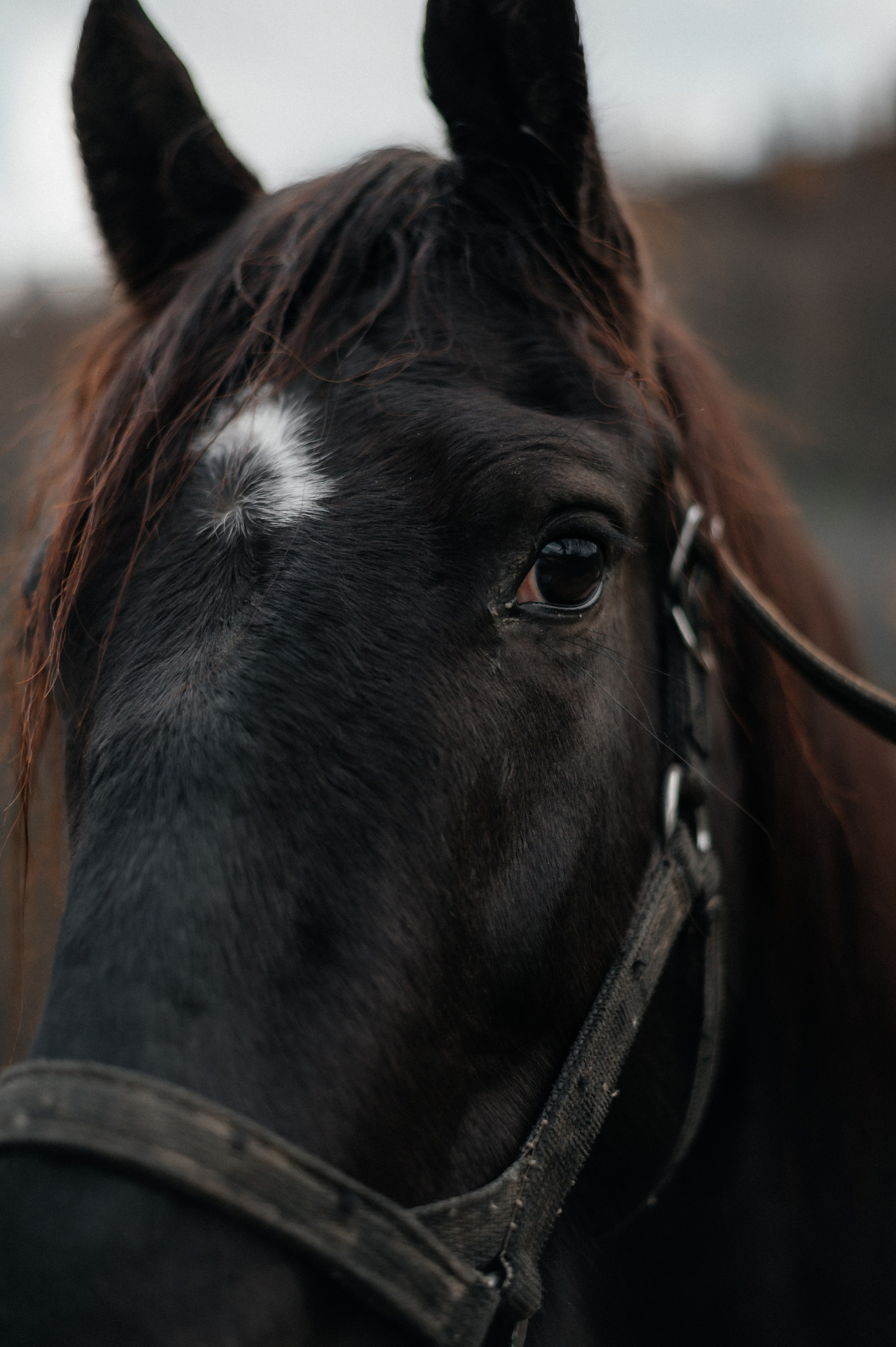 Из Швейцарии на конюшню в Сочи. Фотограф Сергей Суслов | Сочи