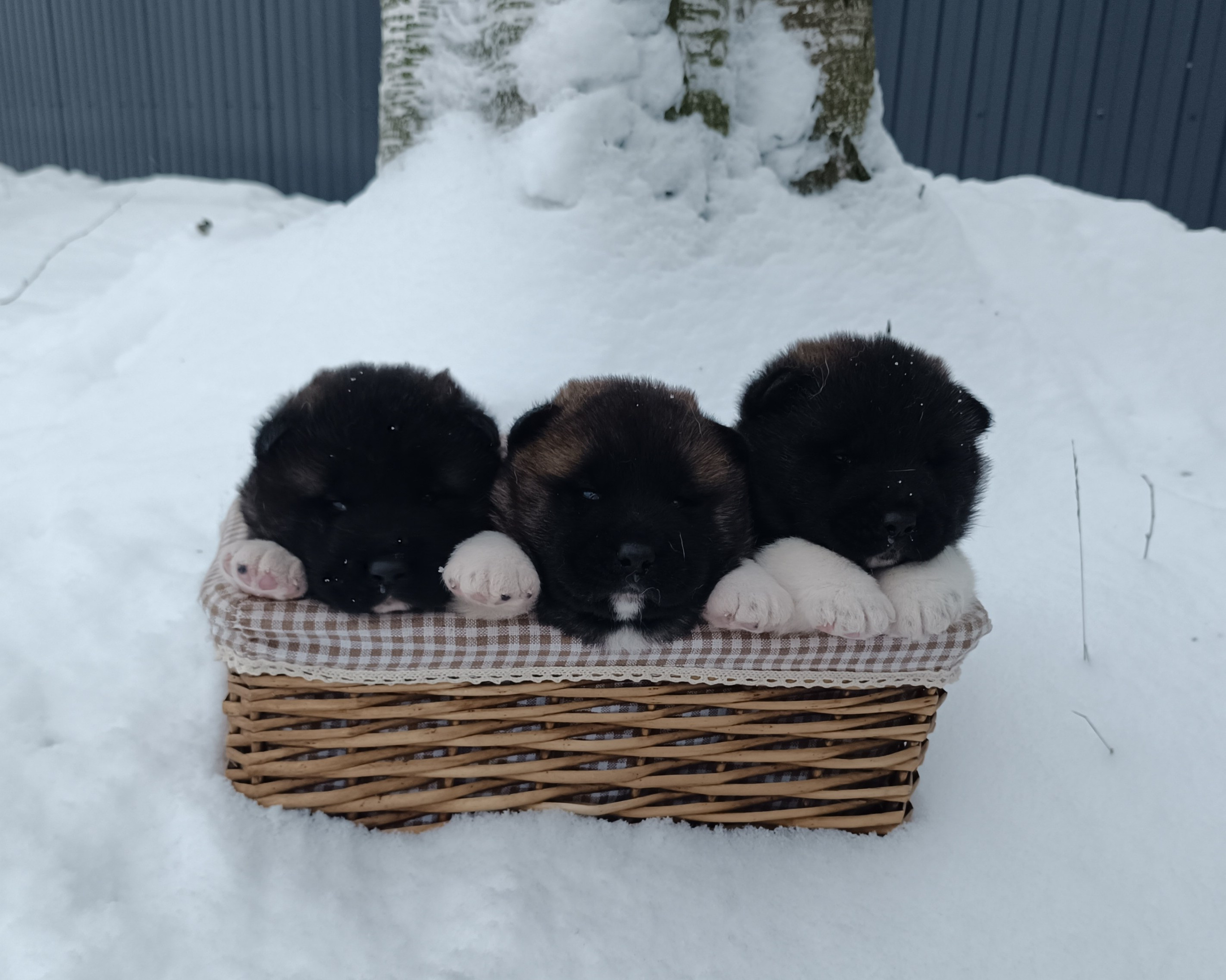 Американская акита  щенки питомник Санкт-Петербург клубные щенки Американская акита питомник RUBYLIGHT Рубилайт купить щенка американской акиты