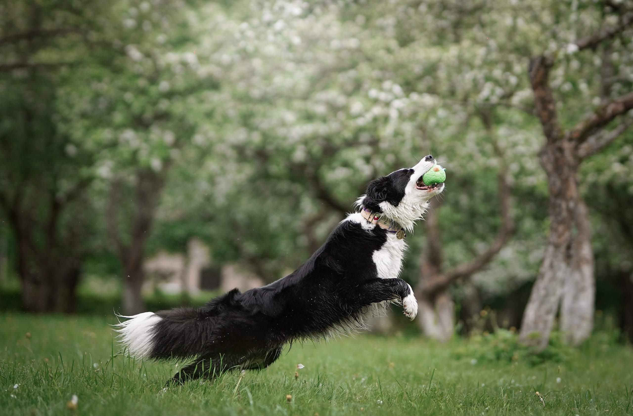 Юля, ее мама и Груша. Фотограф-анималист в Санкт-Петербурге Яна Мартынова