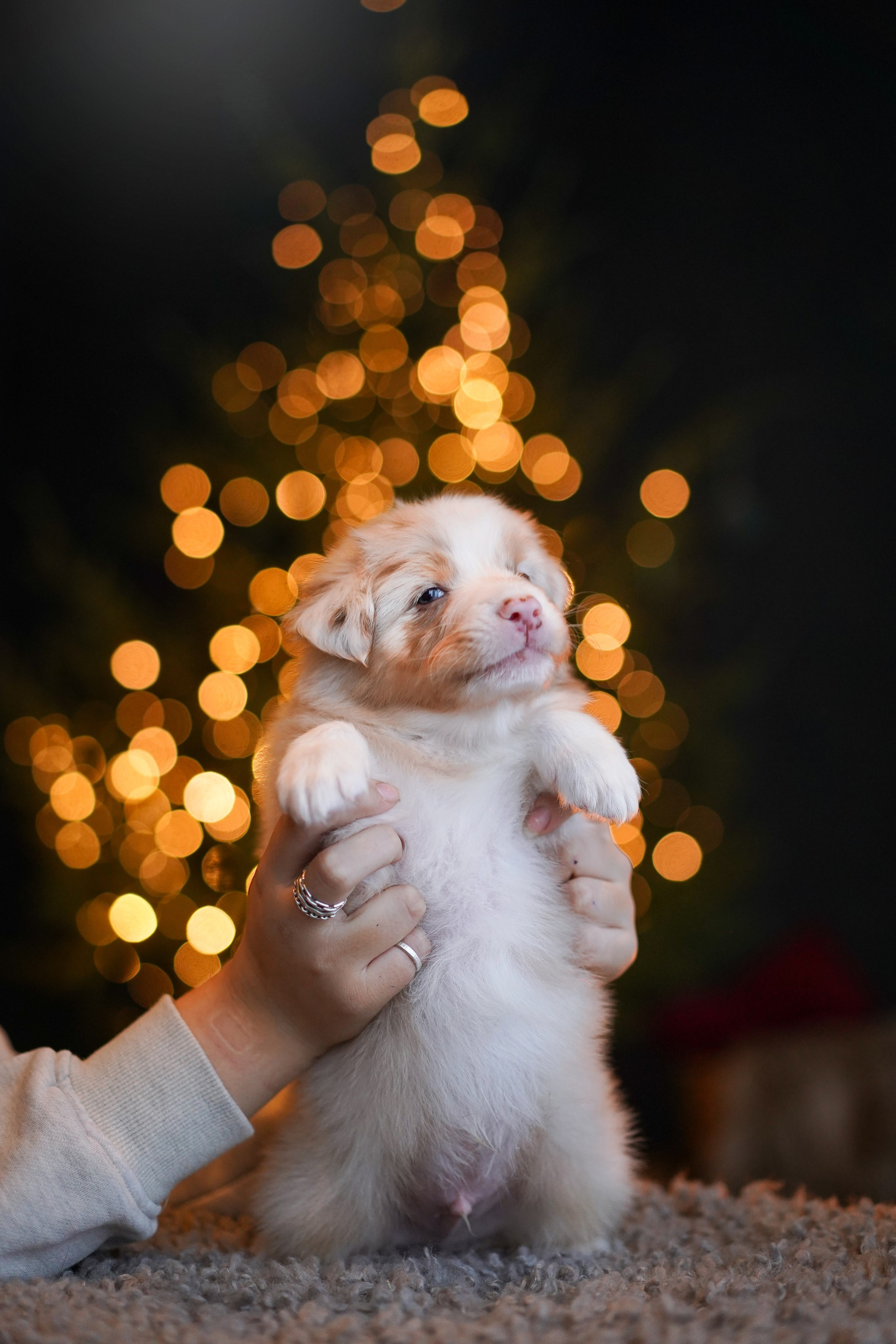 Щенки австралийской овчарки. Фотограф-анималист в Санкт-Петербурге Яна Мартынова