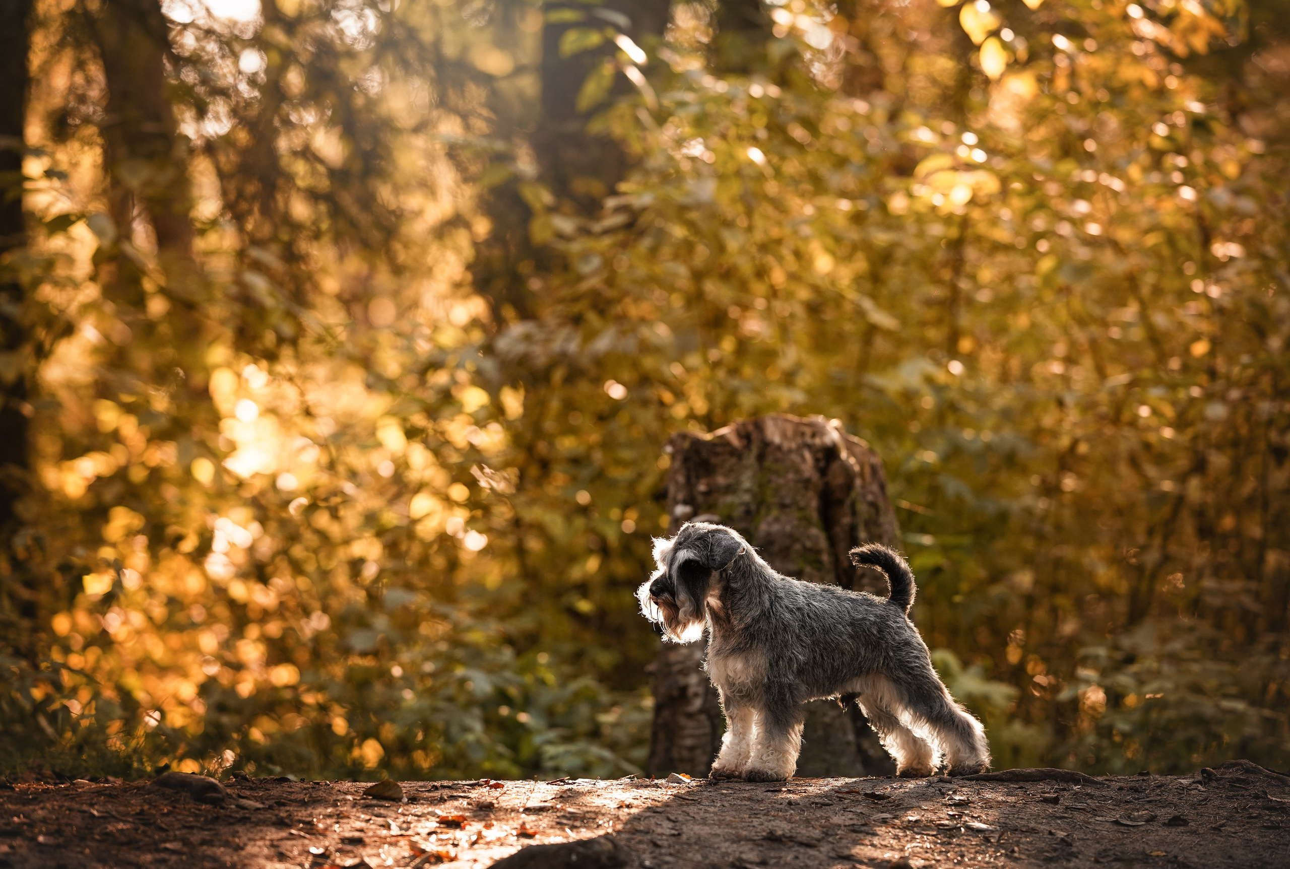 Даша Никита и Бенчи. Фотограф-анималист в Санкт-Петербурге Яна Мартынова