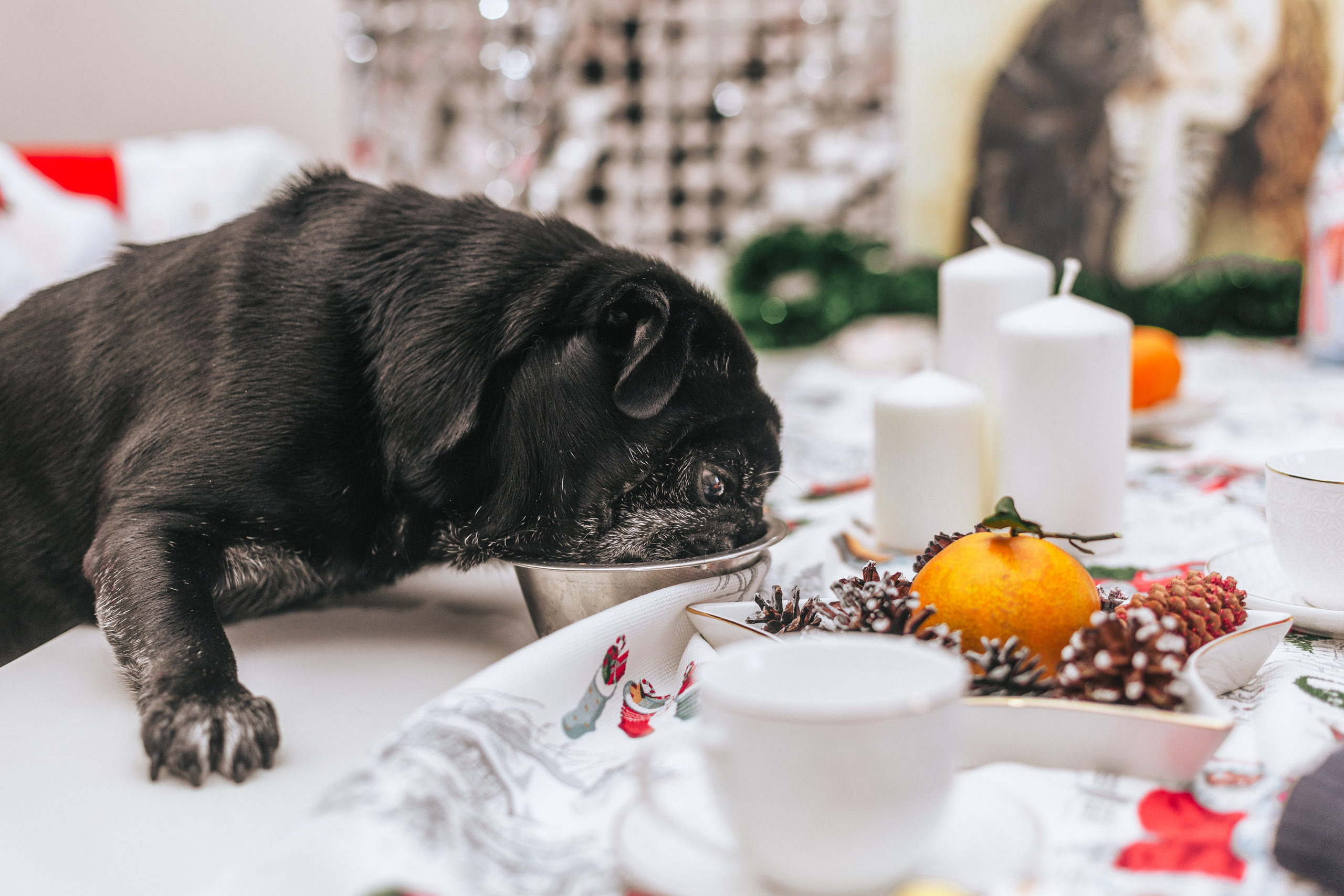 Домашняя фотосессия Оли и двух ее мопсов. Фотограф-анималист Татьяна Степанова