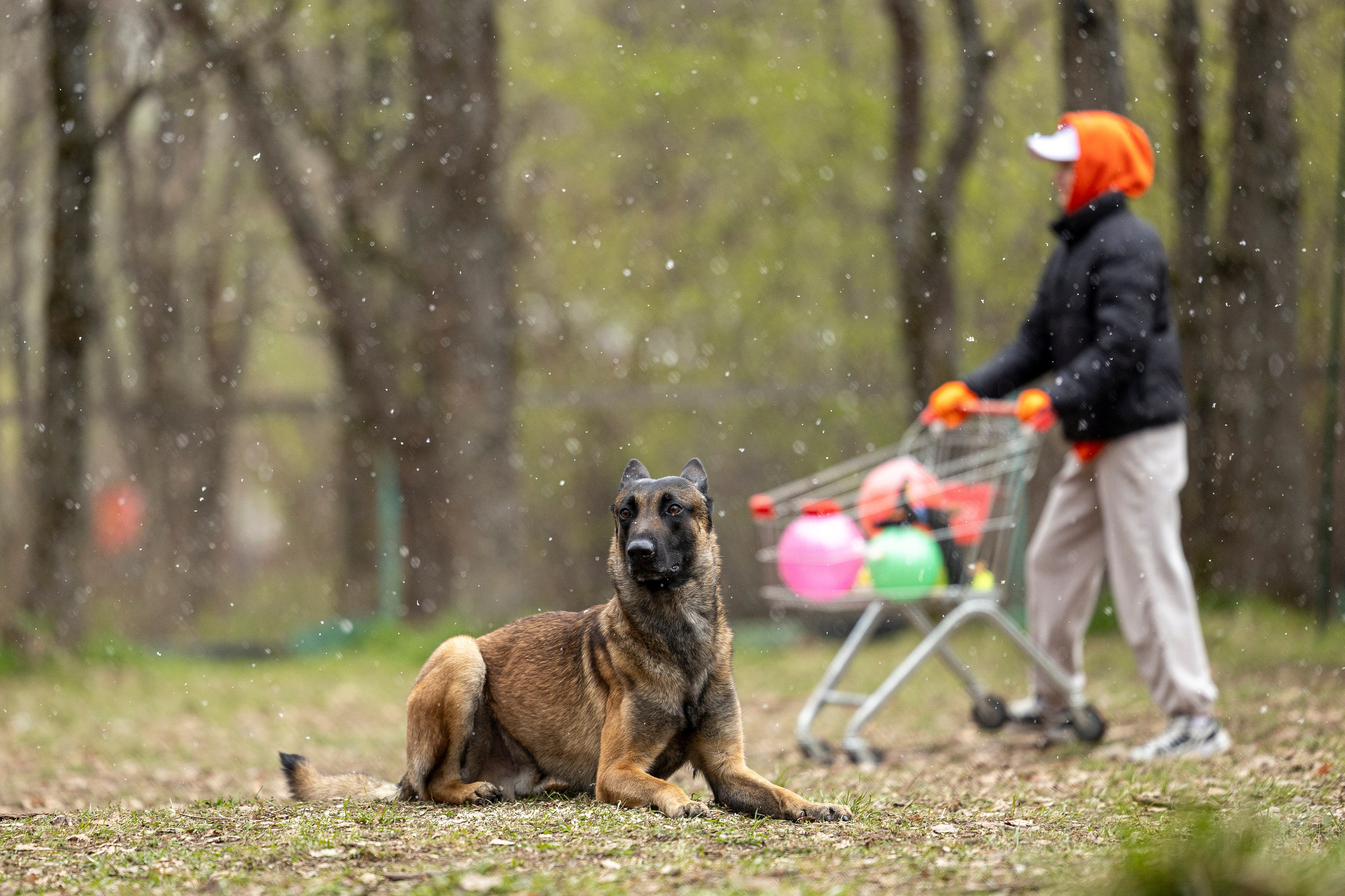 Квалификационные состязания по мондьорингу г. Вологда 11.05.24. Фотограф-анималист Анна Маринич