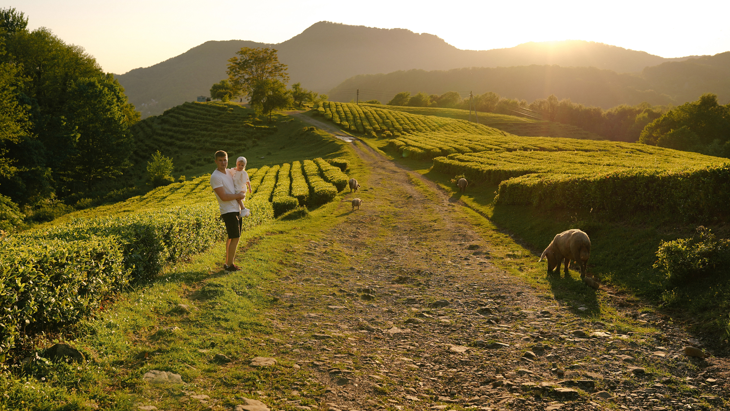 Чайные плантации. Милана Довгаль - семейный фотограф и видеограф  в Адлере и Сочи