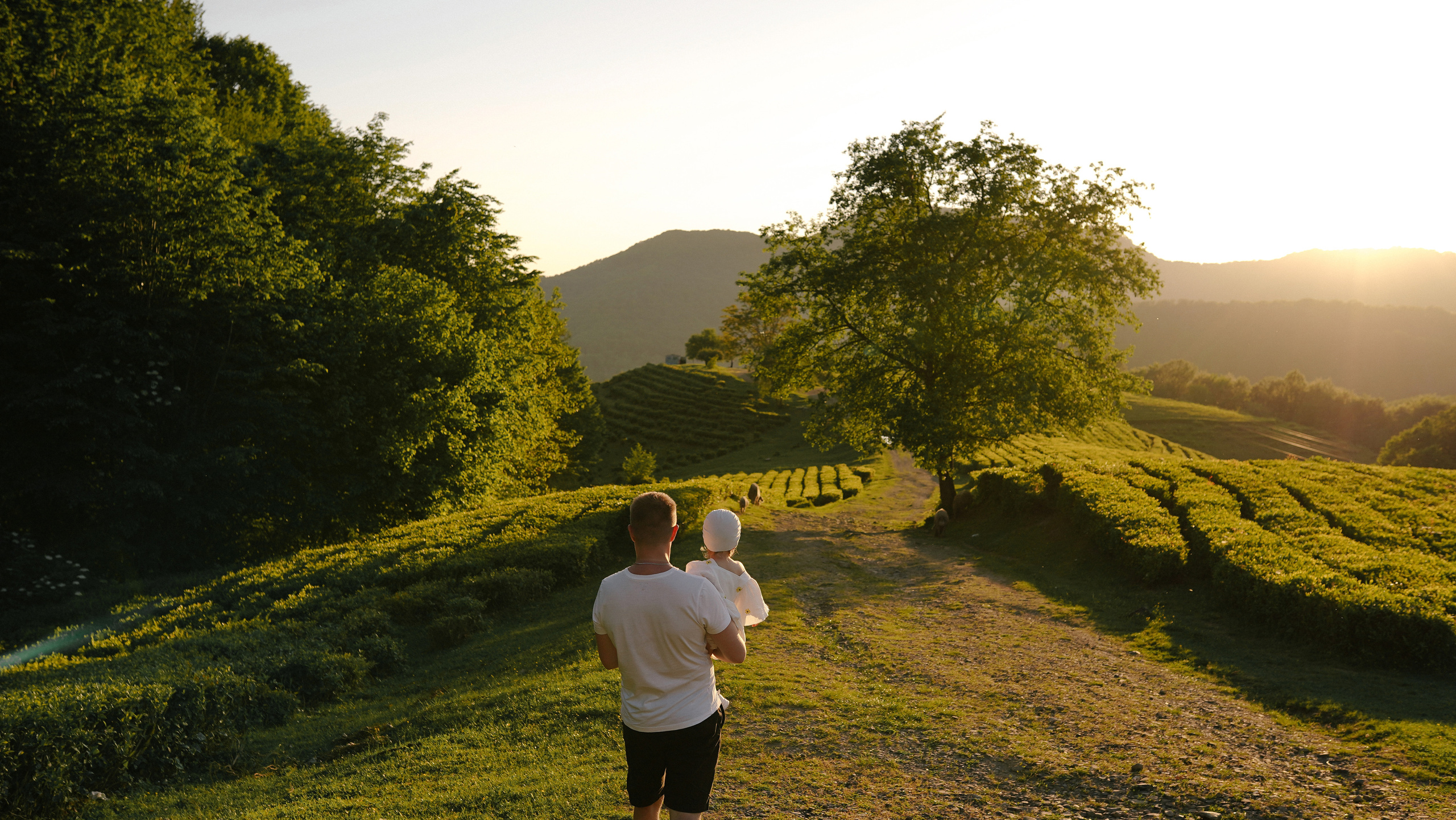 Чайные плантации. Милана Довгаль - семейный фотограф и видеограф  в Адлере и Сочи