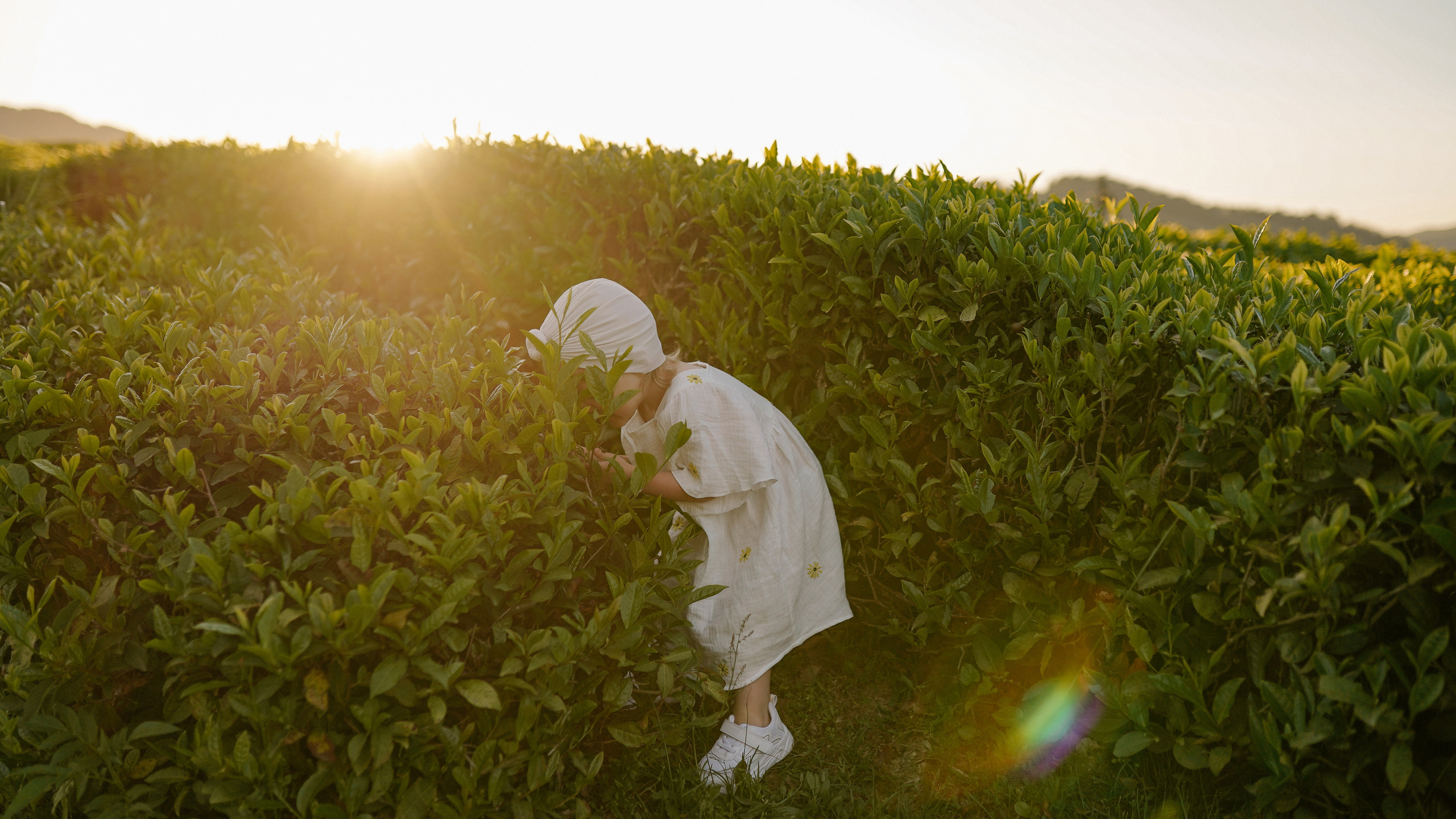 Чайные плантации. Милана Довгаль - семейный фотограф и видеограф  в Адлере и Сочи